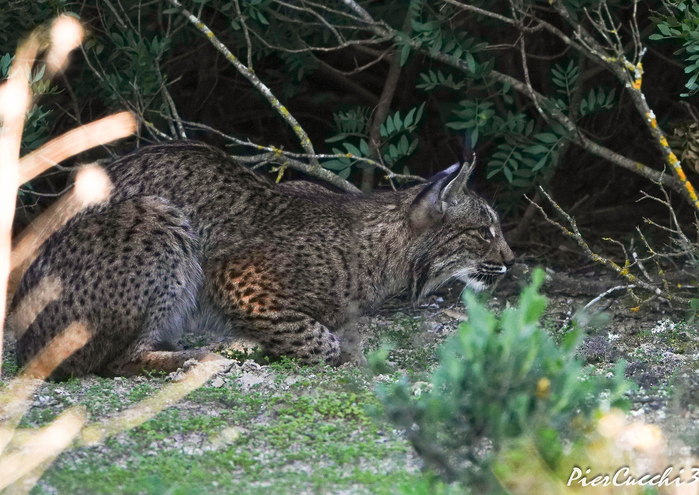 Lince Iberica Parque nacional Coto Donana