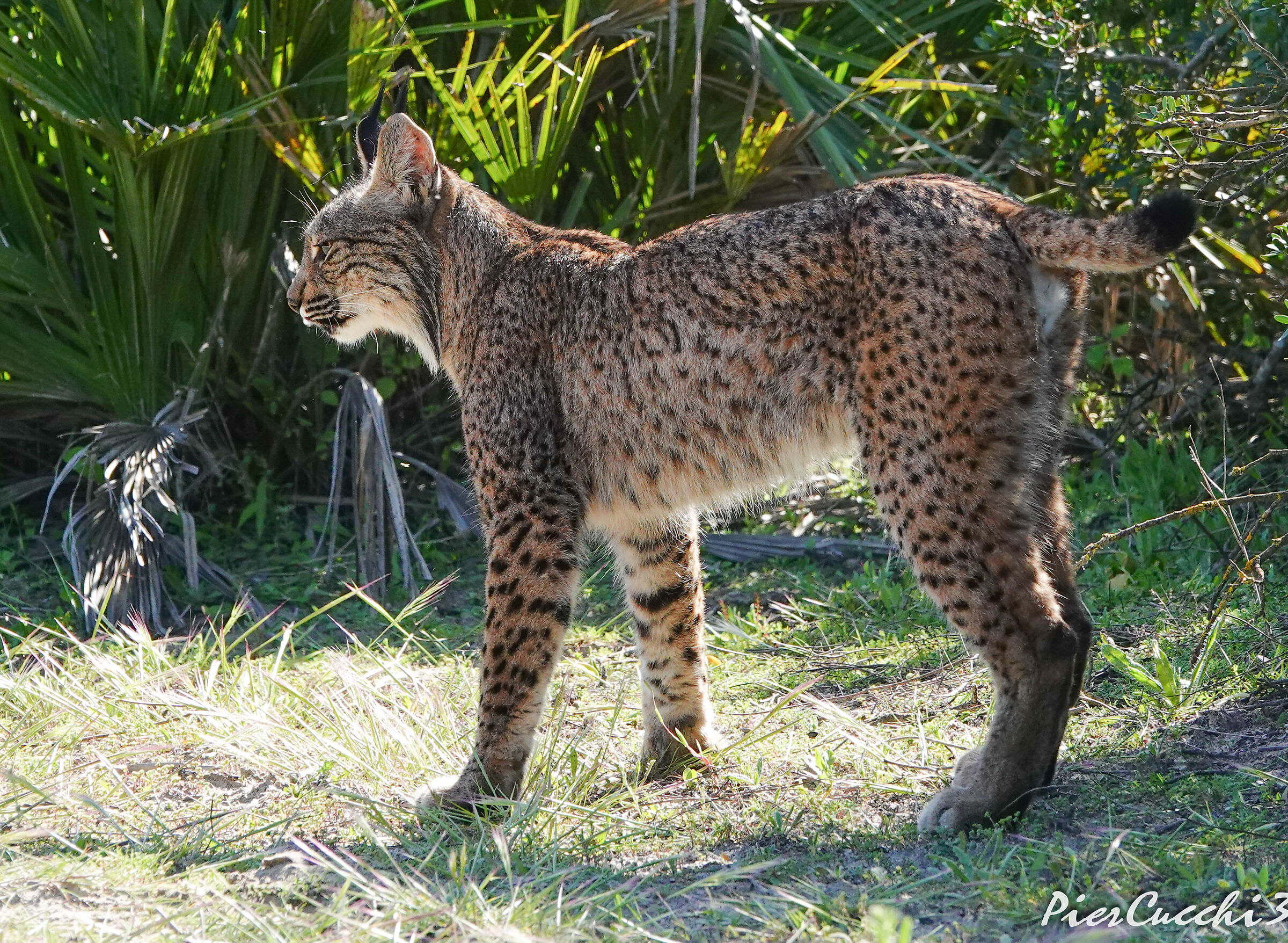 Lince Iberica Parque nacional Coto Donana