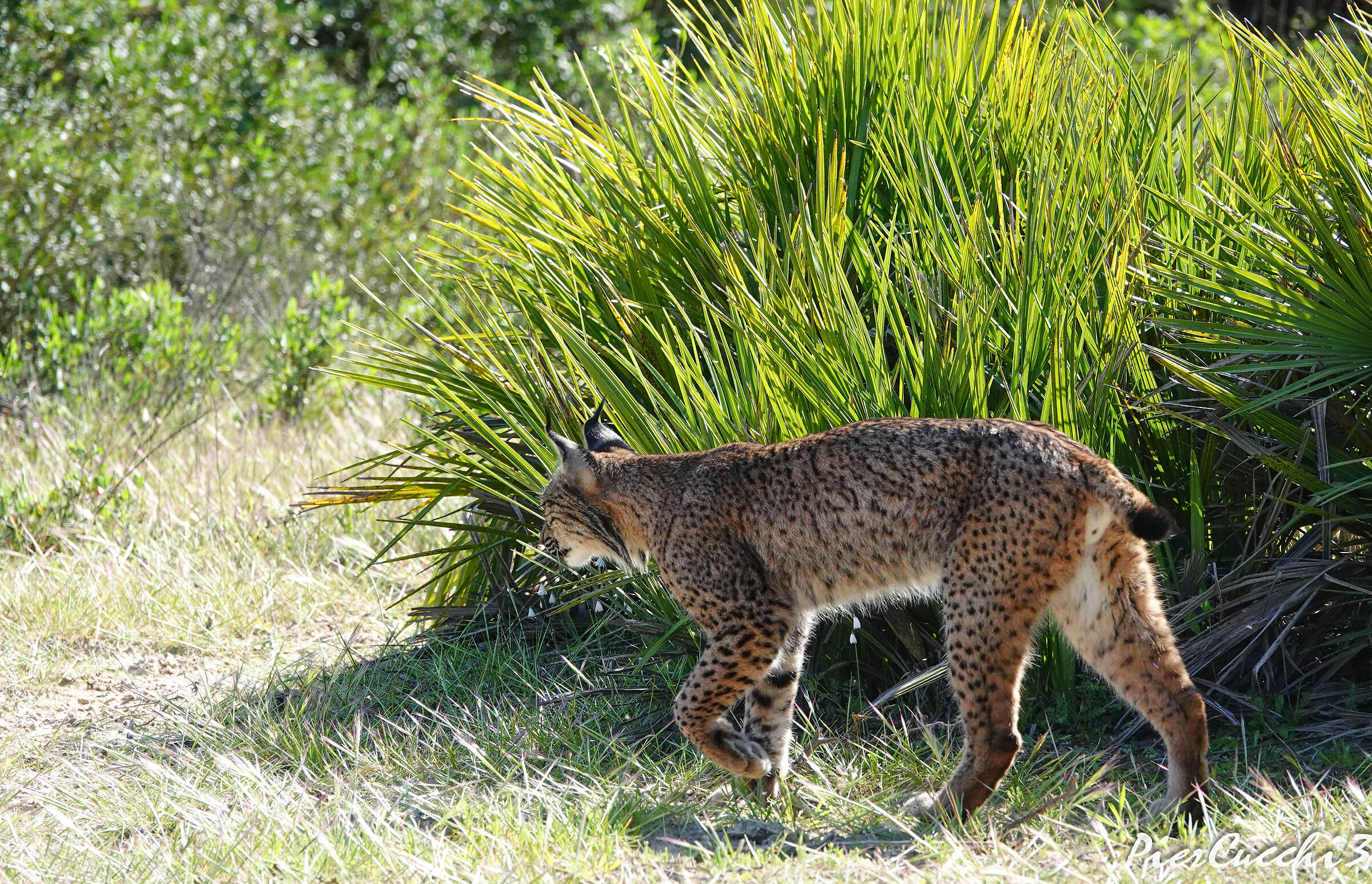 Lince Iberica Parque nacional Coto Donana