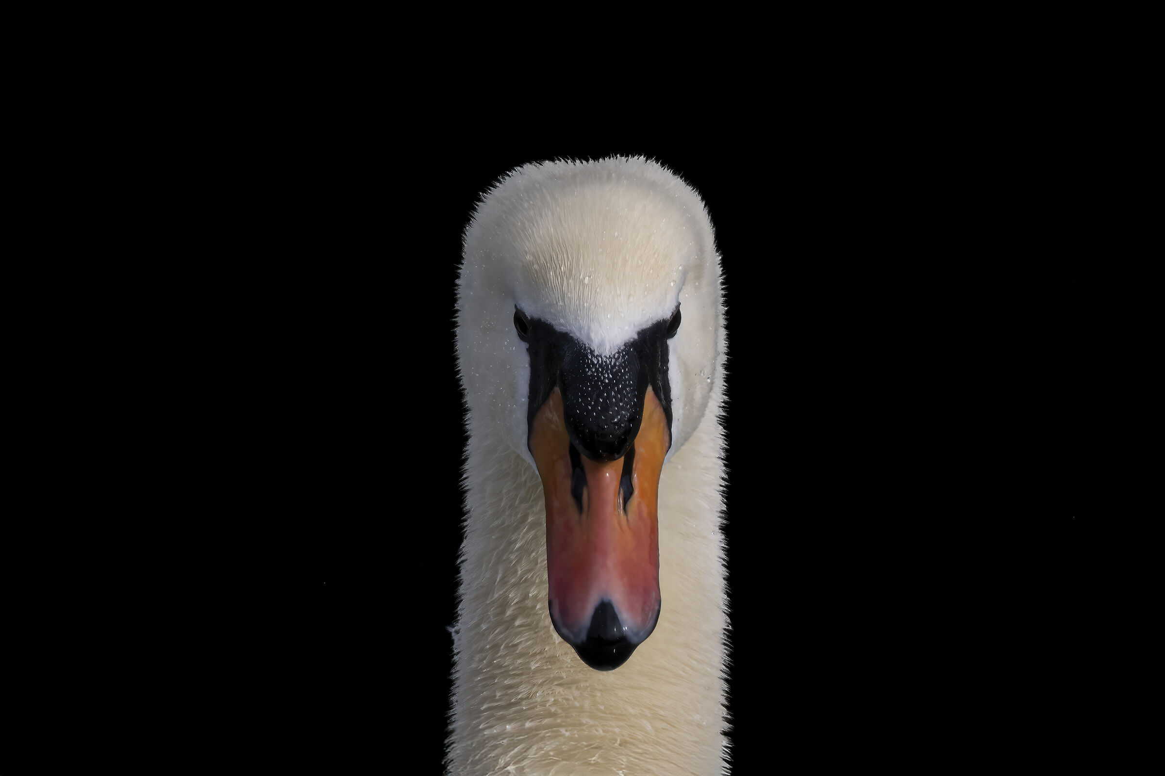 Swan