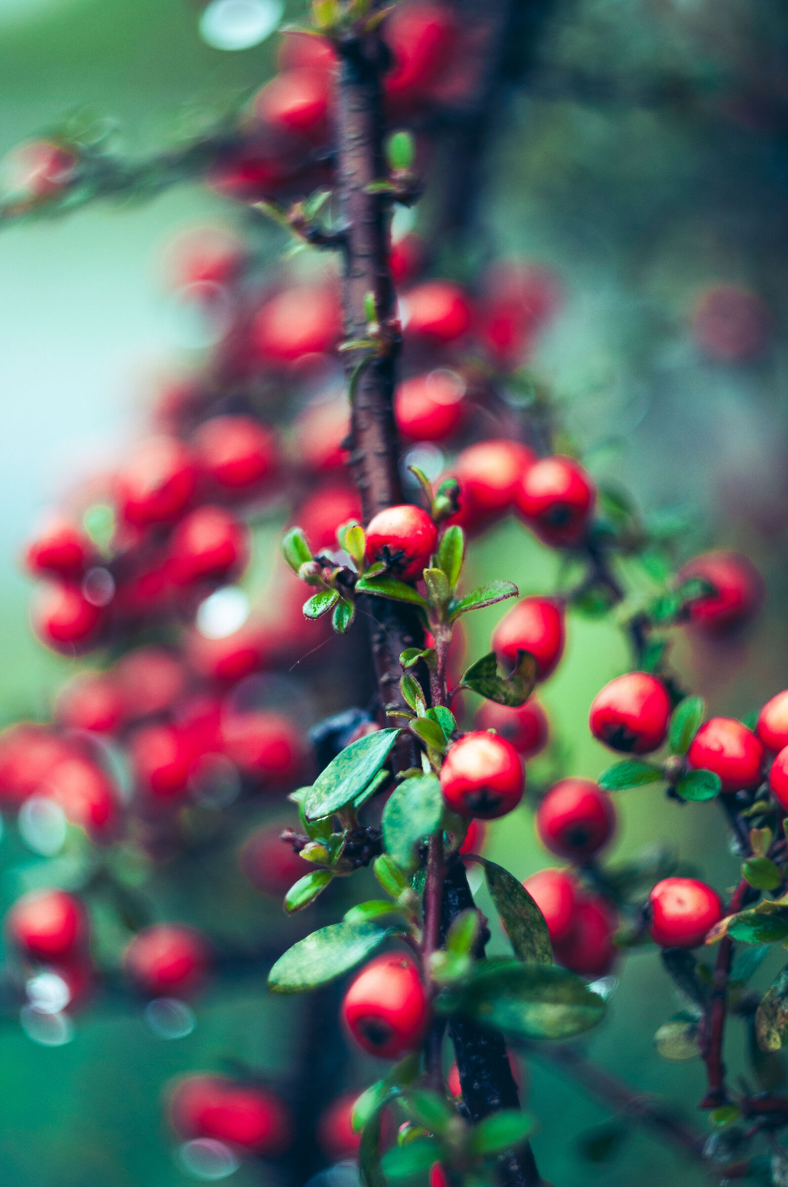 Prova Helios 44 M4