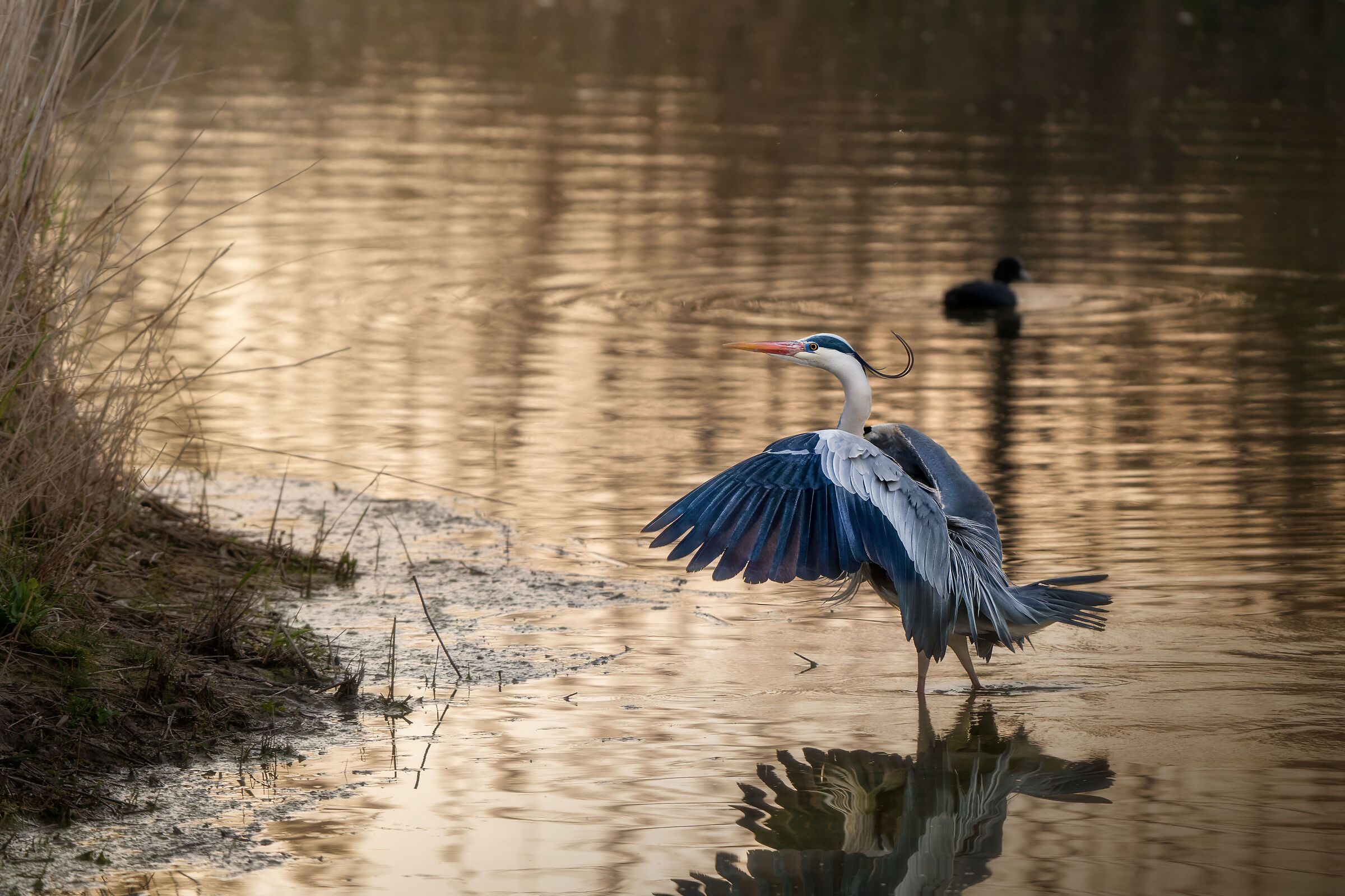 Grey Heron at sunset