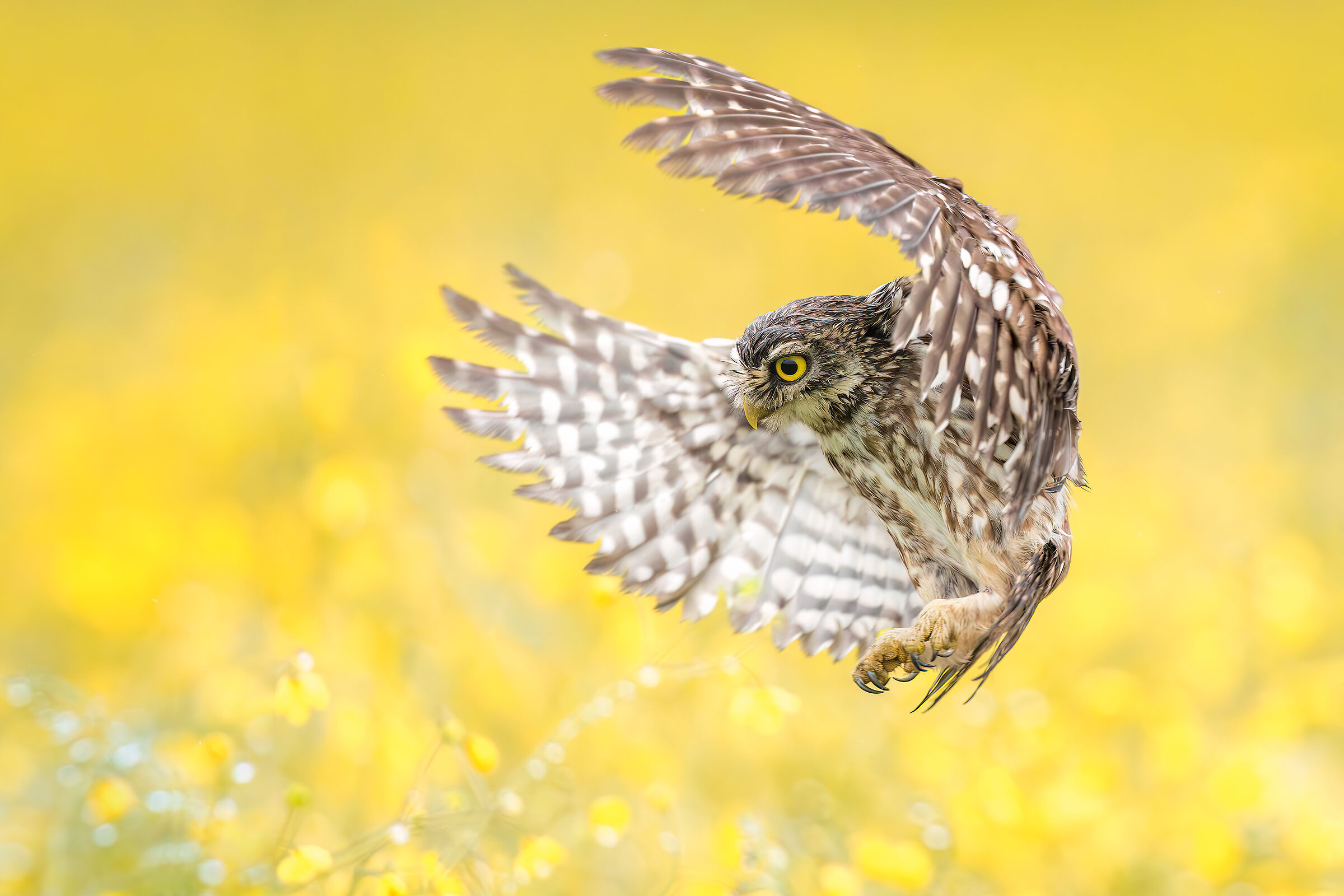 Owl