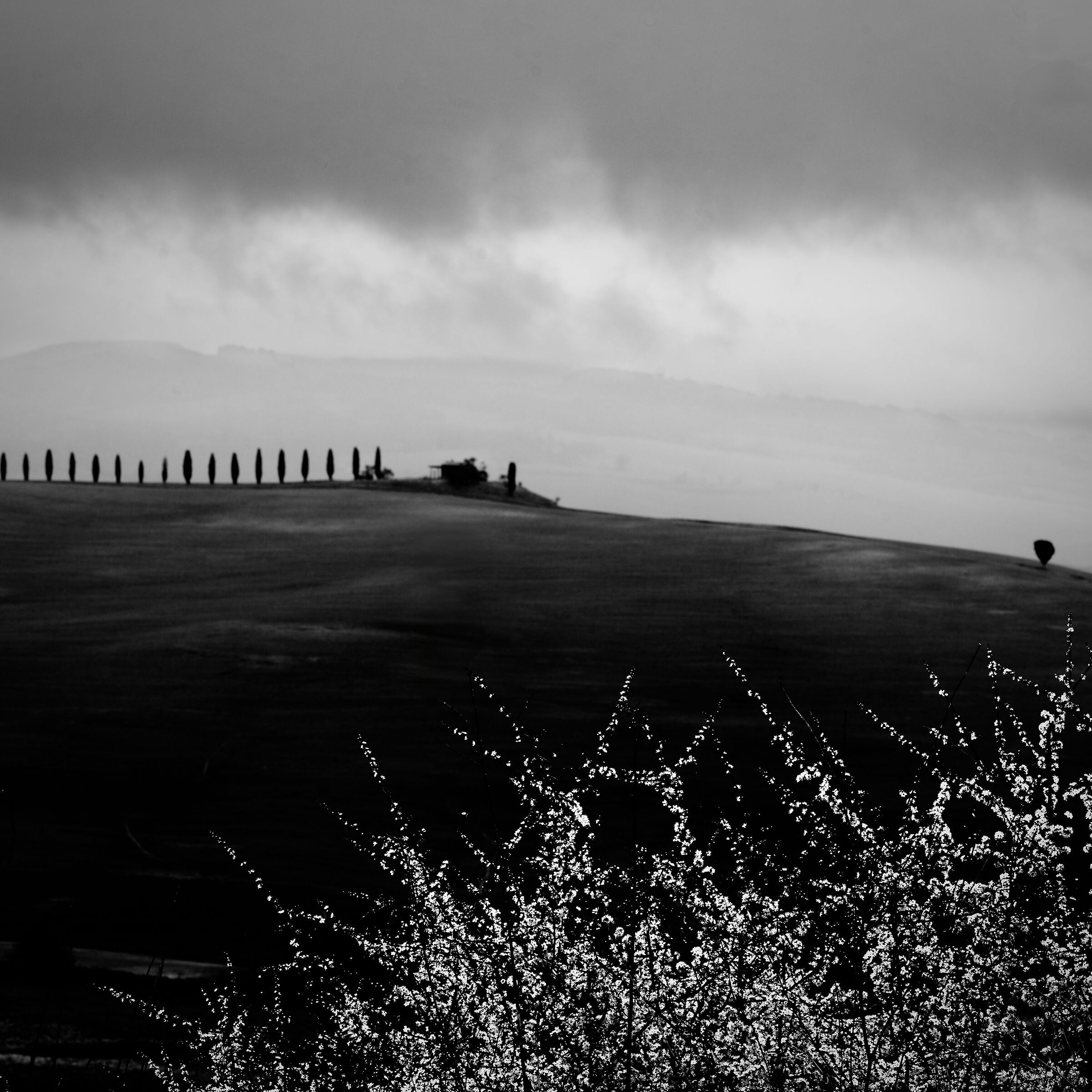 esplosione dei fiori