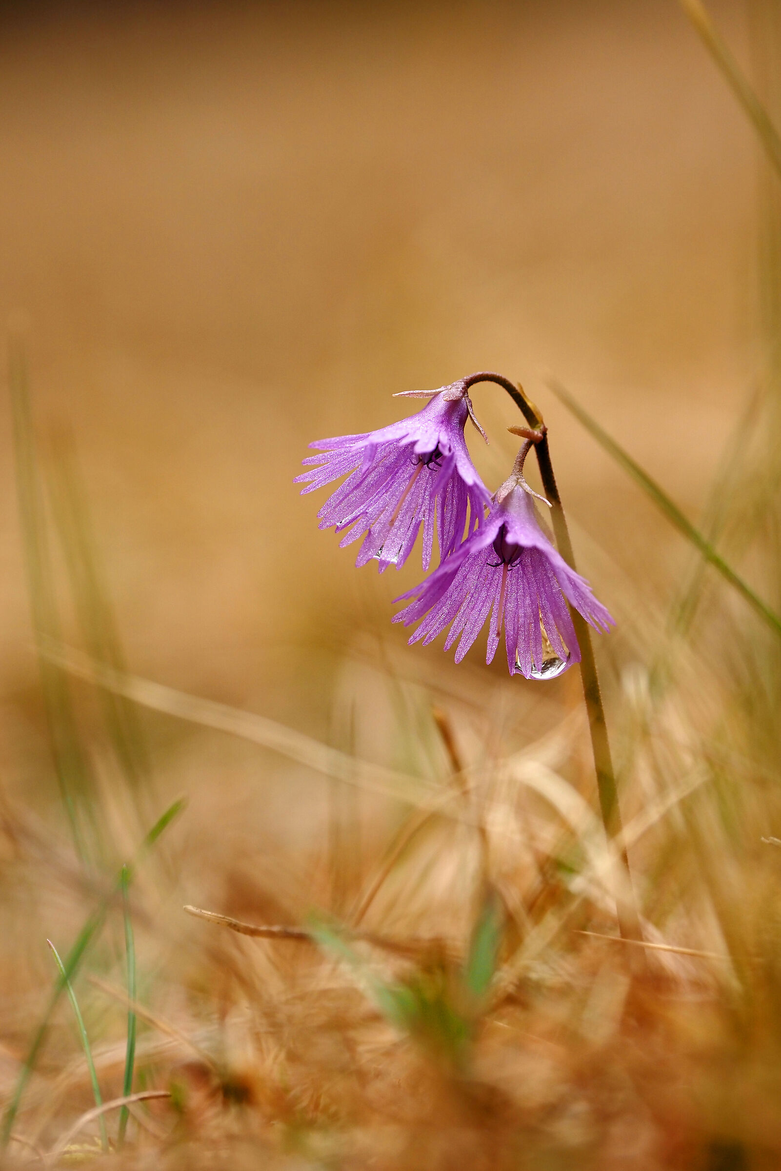 Alpine soldier after rain