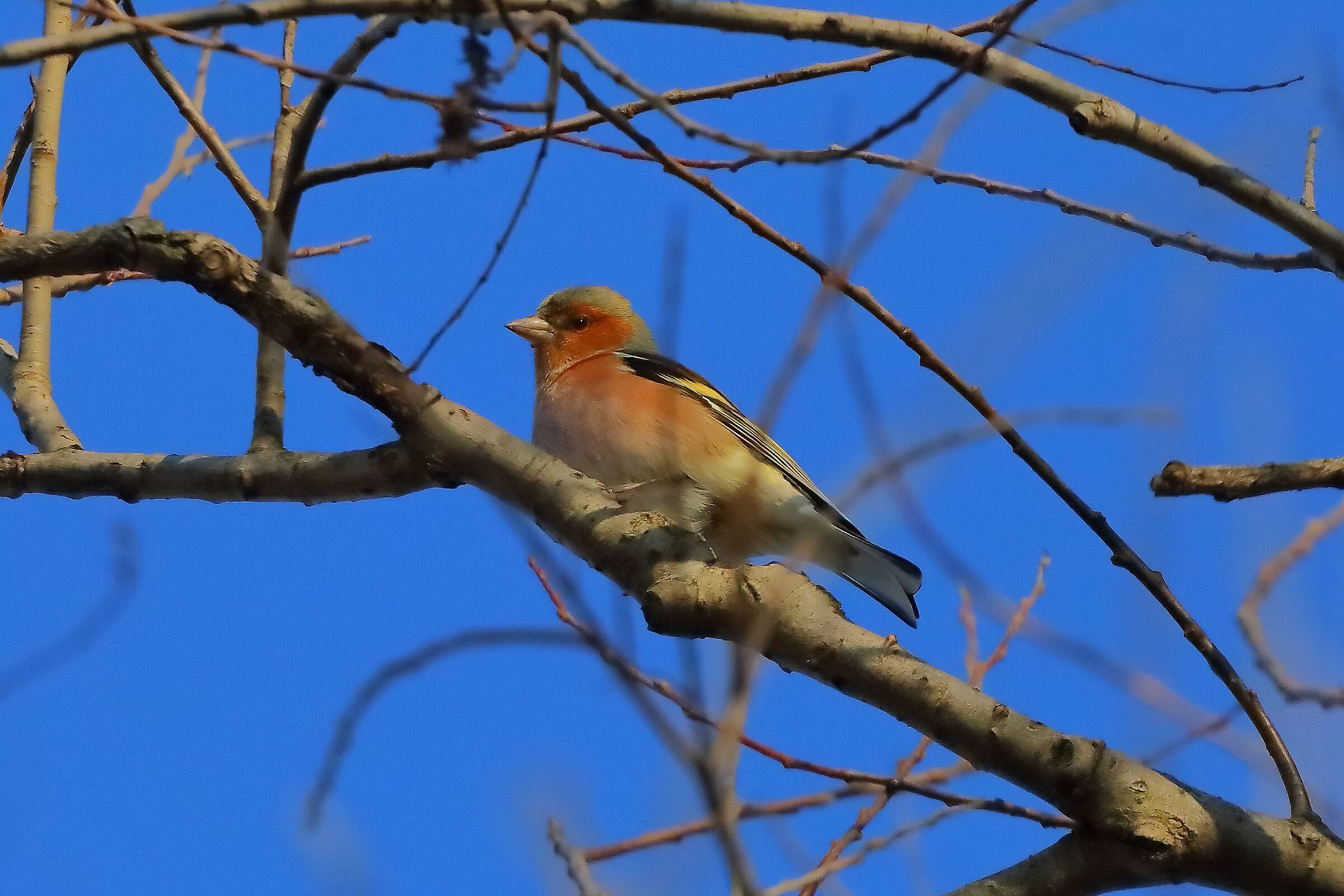 Fringuello 01 gennaio 2025 - 0006