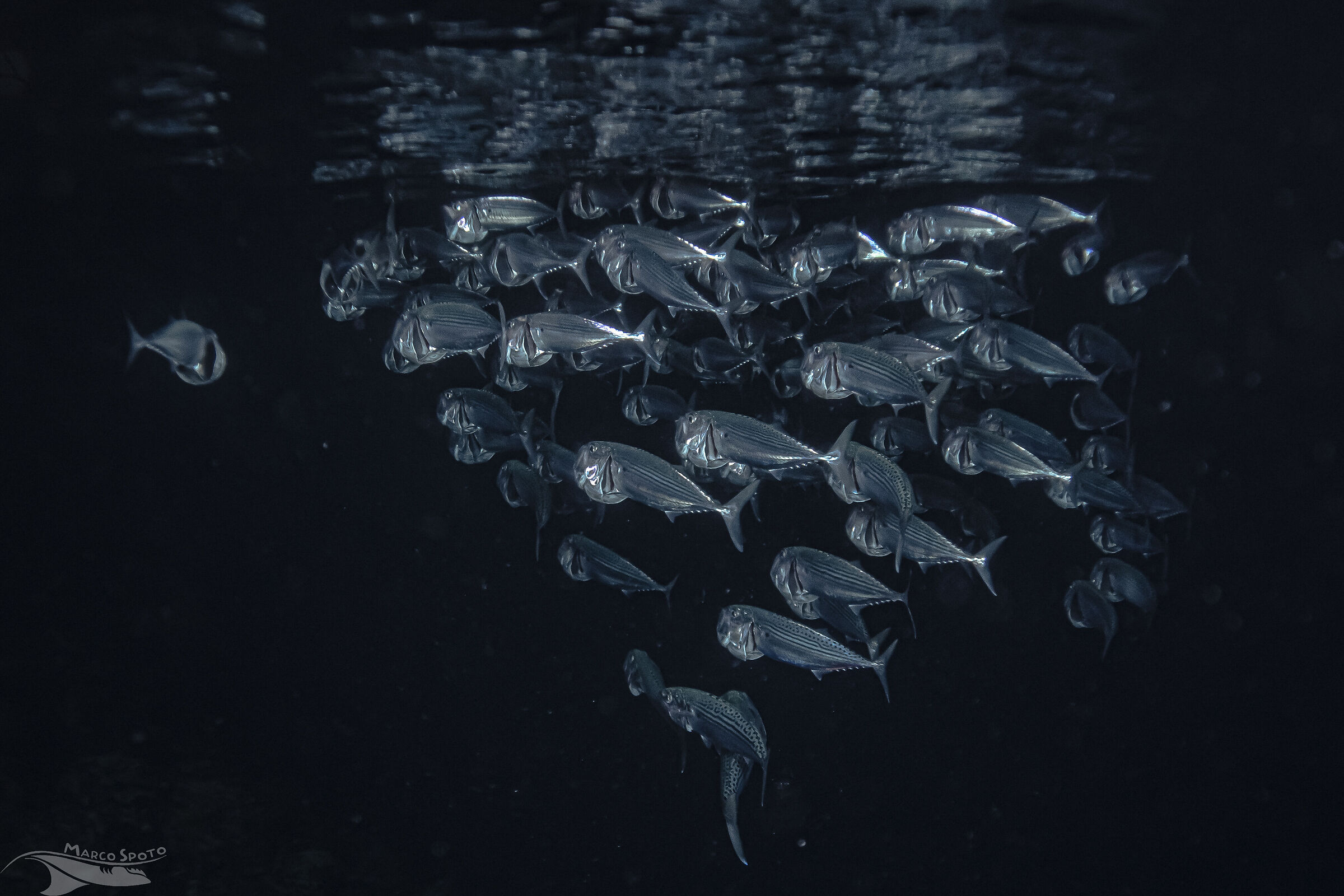 Rastrelliger kanagurta,  the Indian mackerel