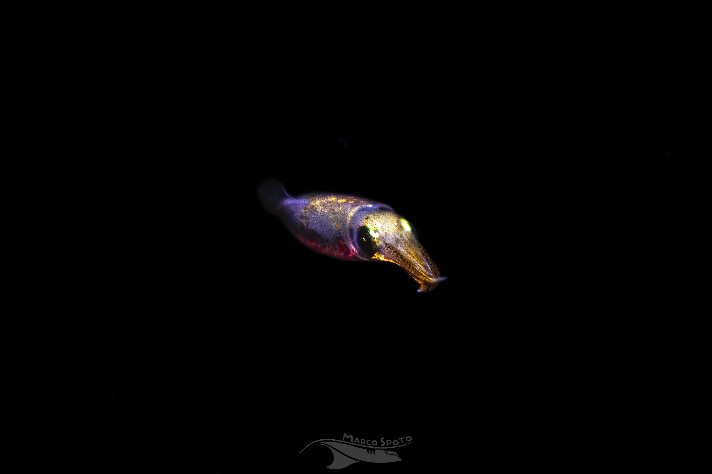 Loligo vulgaris (Lamarck, 1798)