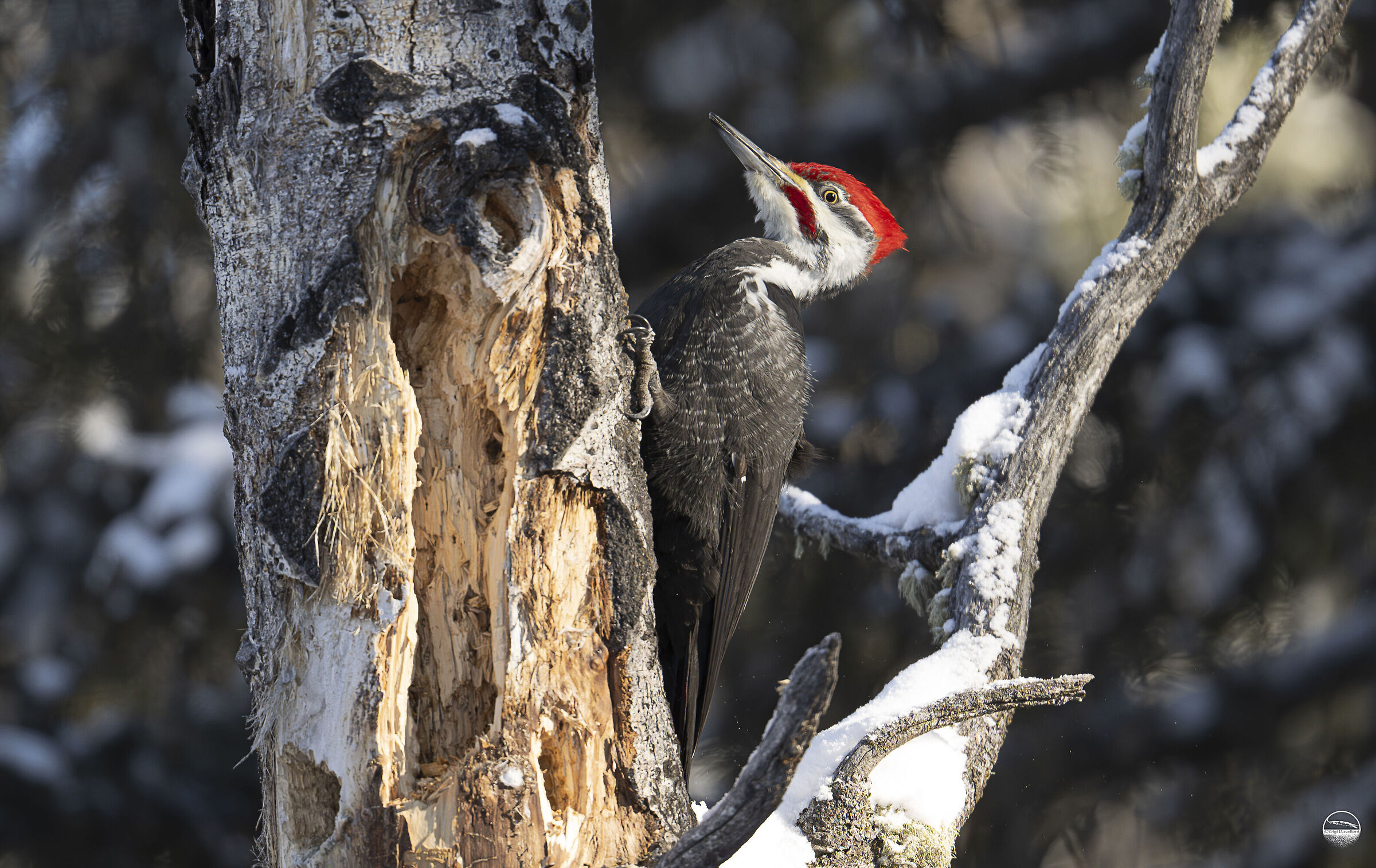 Pileated Woodpecker