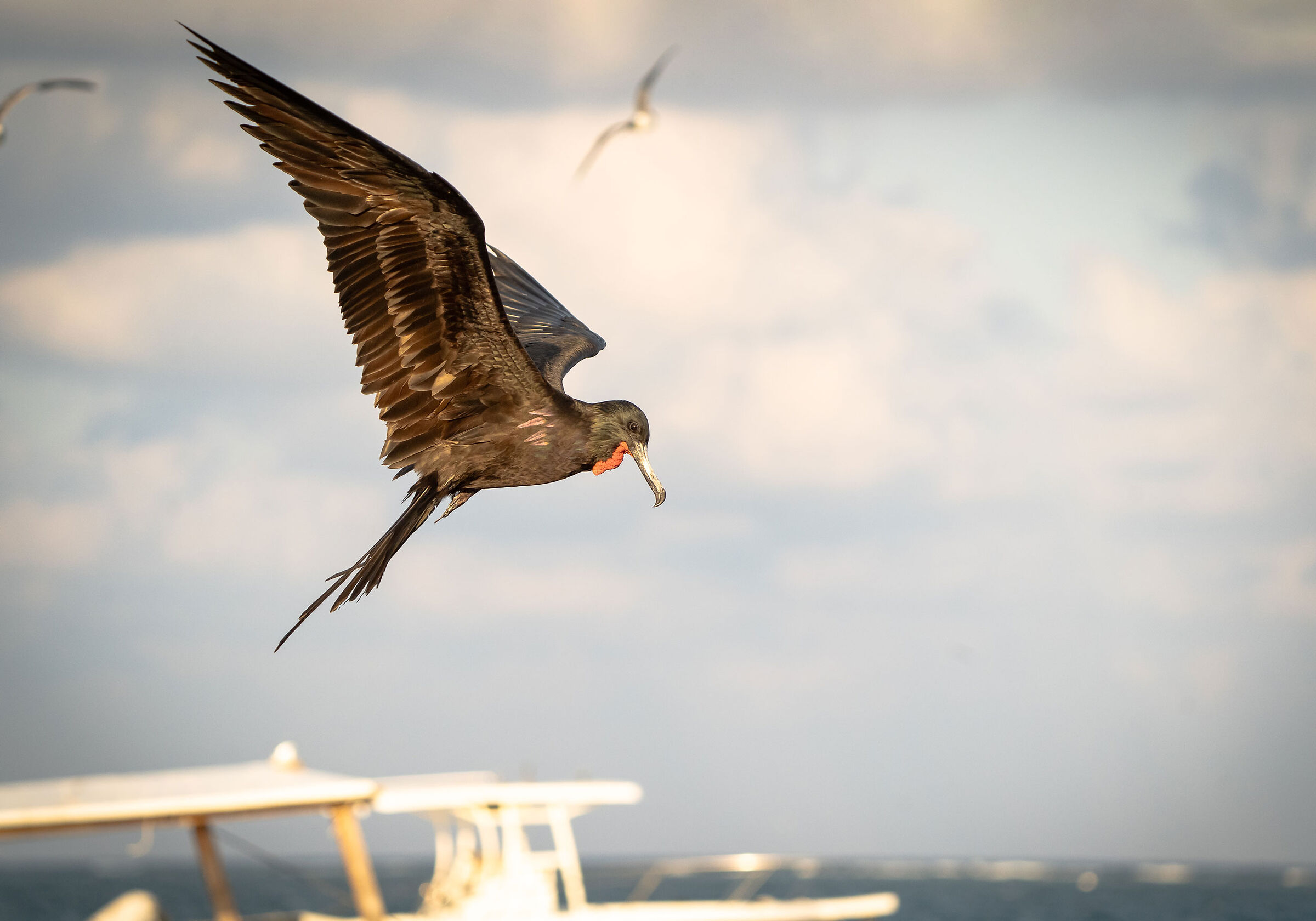 Magnificent frigatebird (Fregata magnificens)