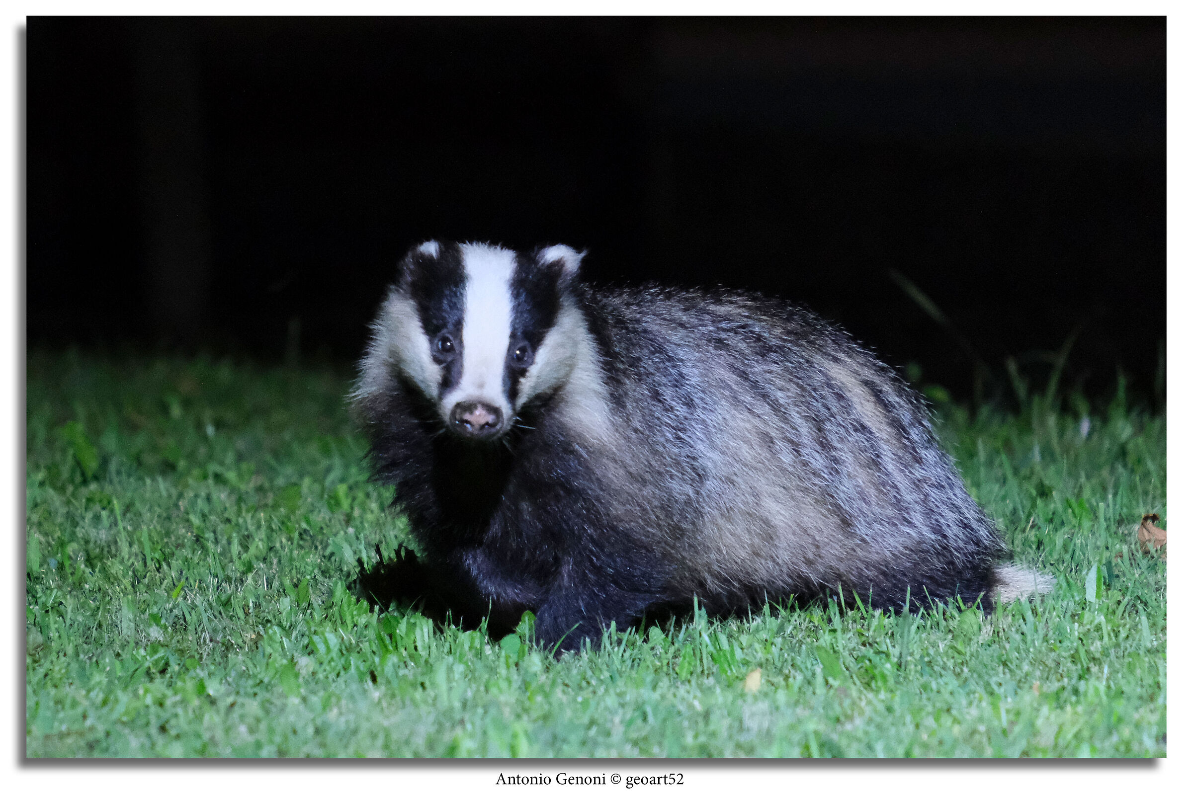 Badger in Valdossola