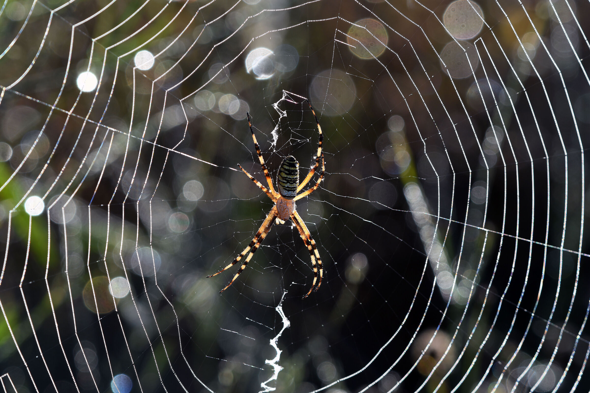 Wasp spider (Argiope bruennichi)