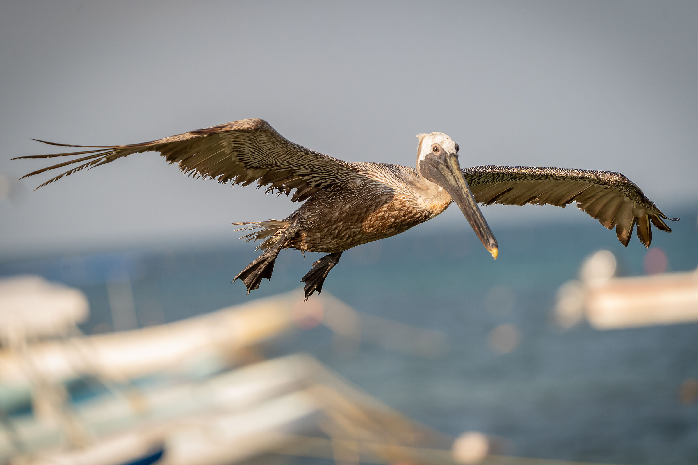Brown pelican (Pelecanus occidentalis)