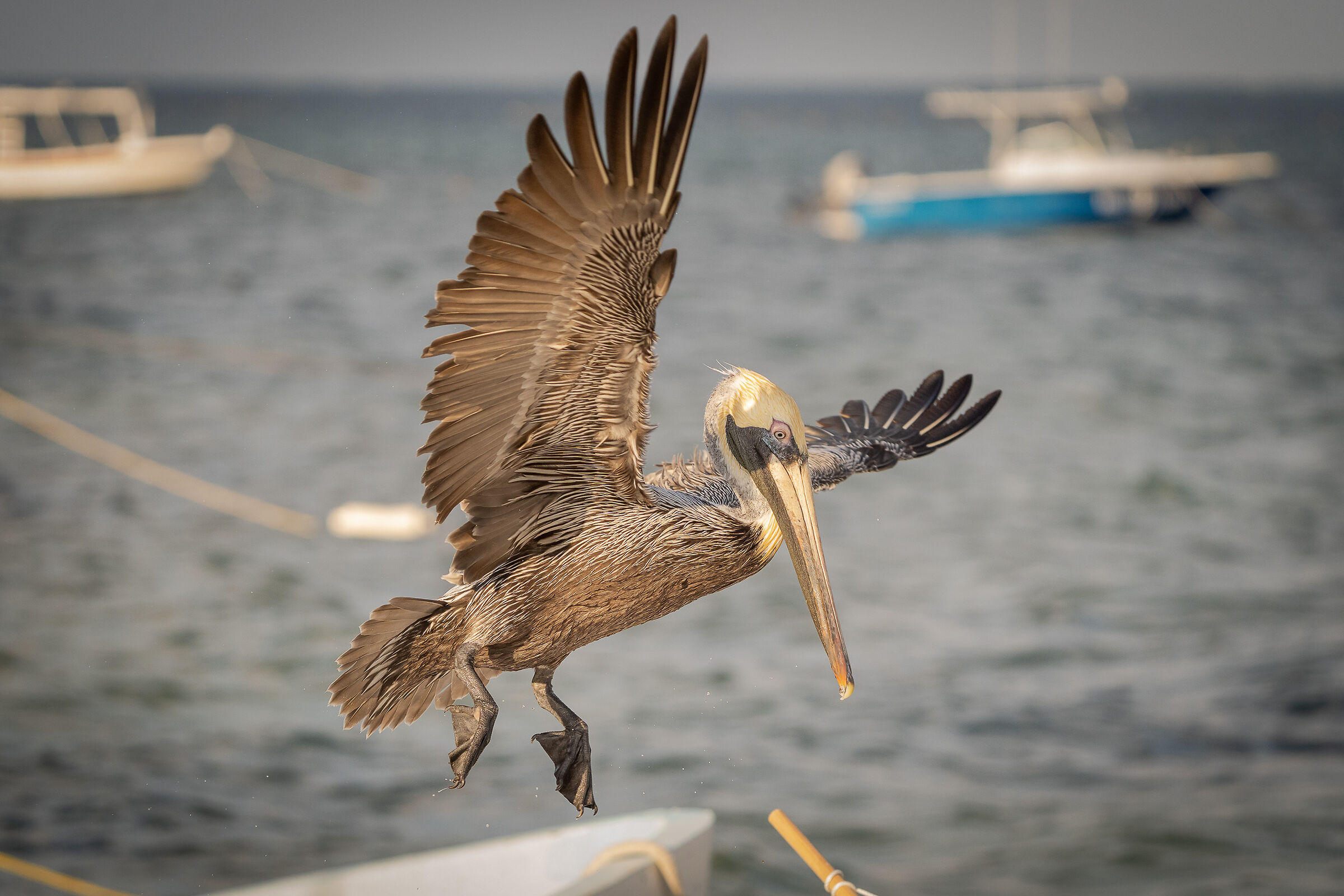 Brown pelican (Pelecanus occidentalis)