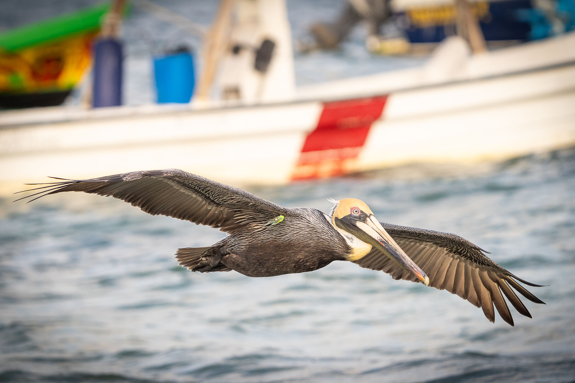 Pelecanus occidentalis