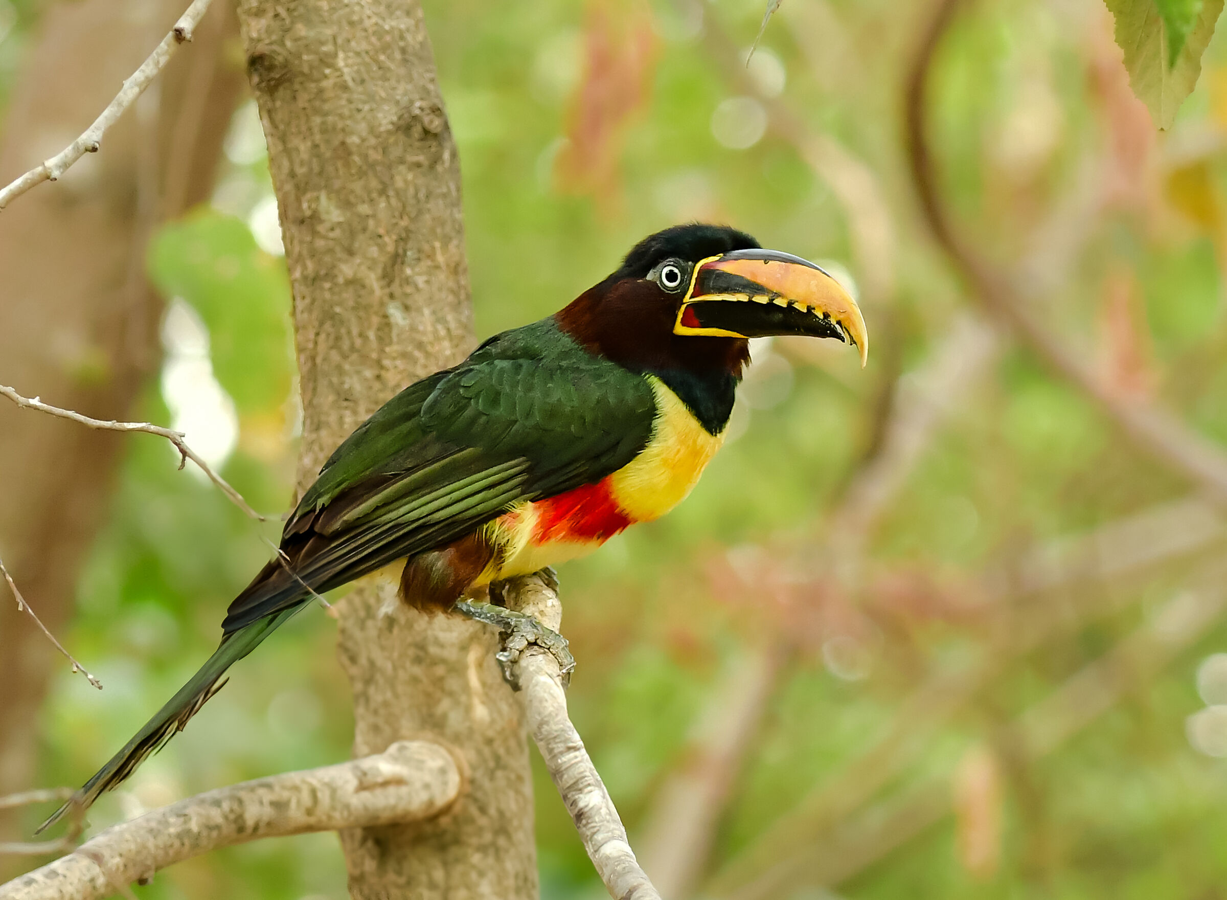 Aracari
