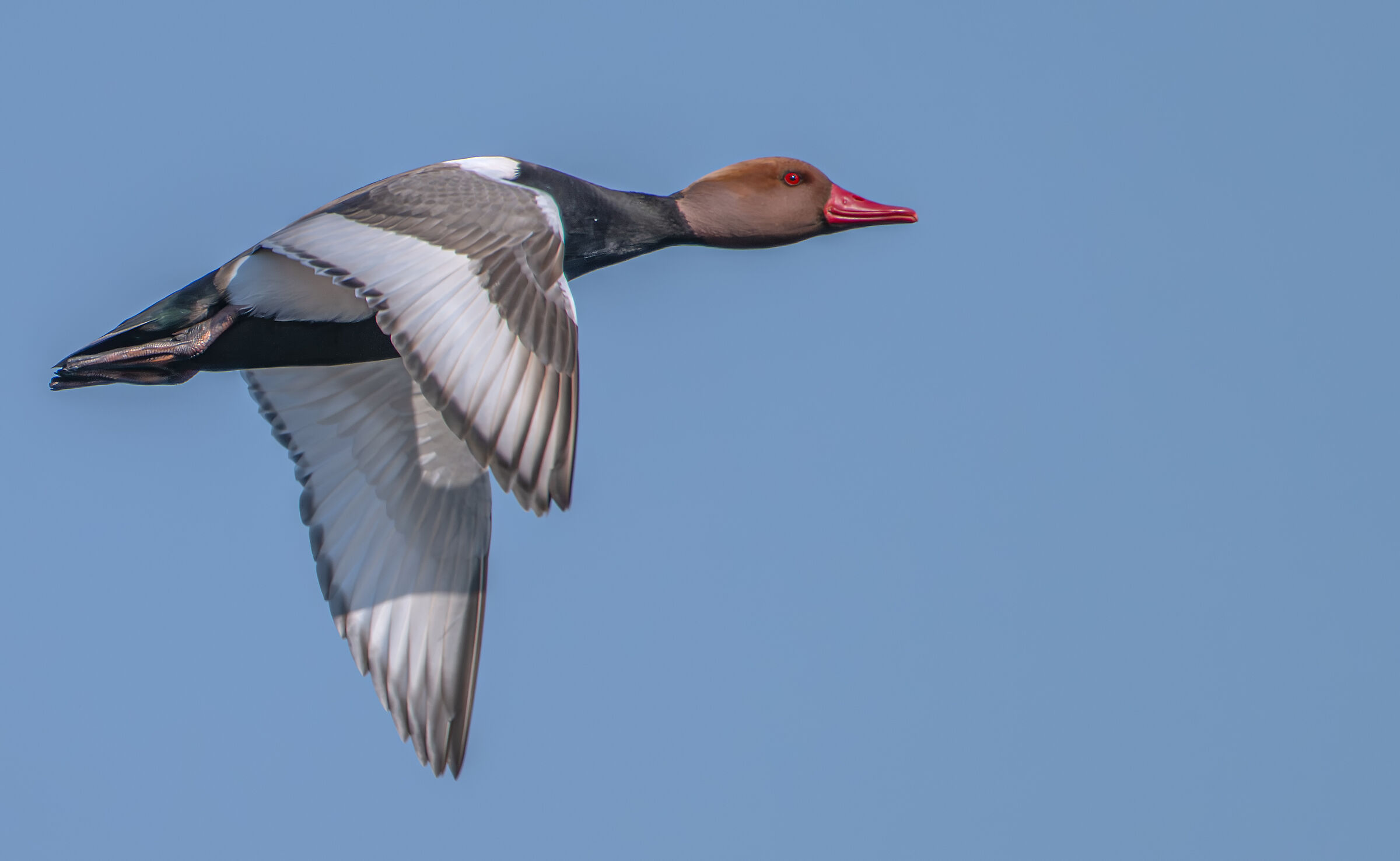 Red-crested pochard