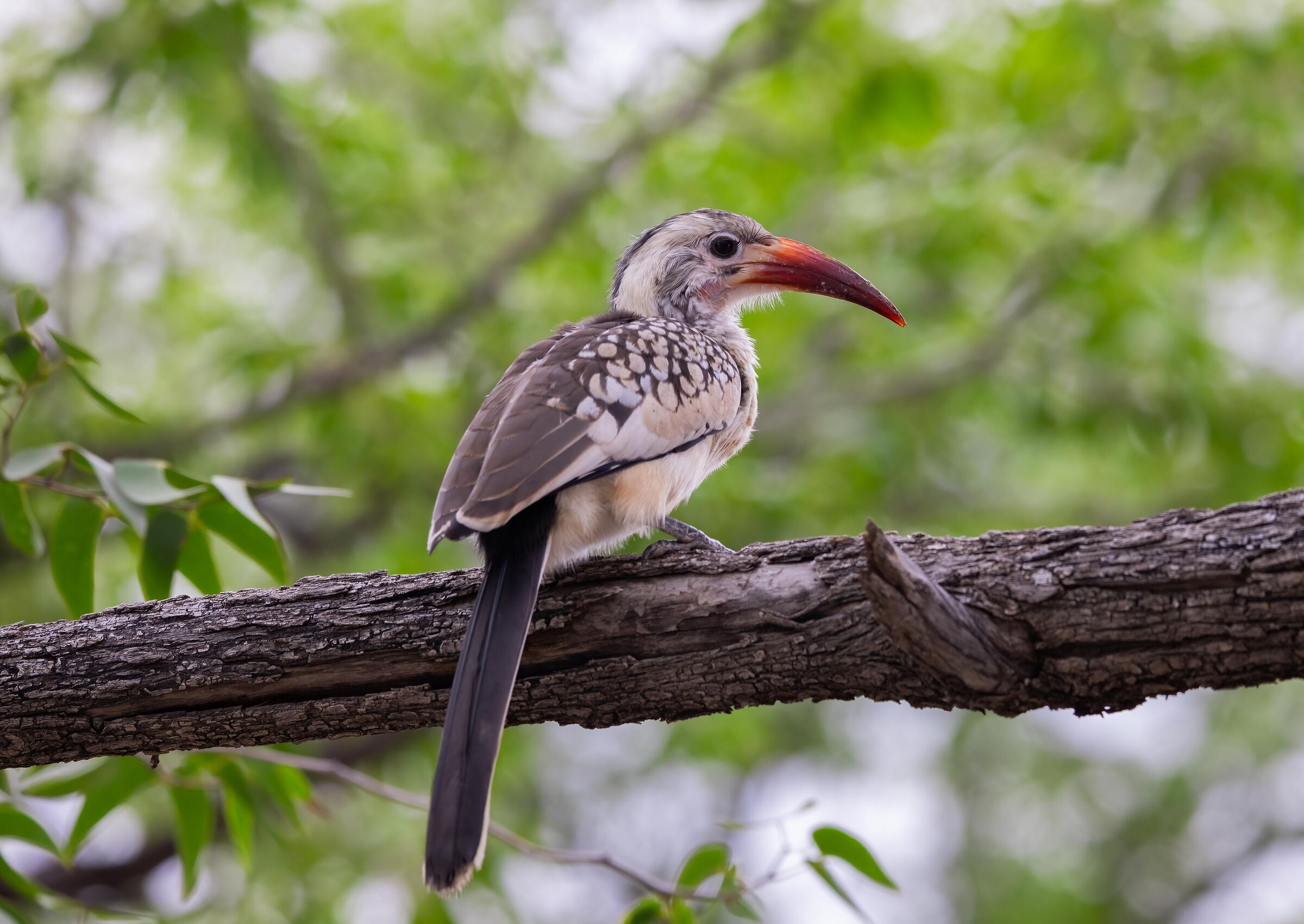 Red-billed hornbill