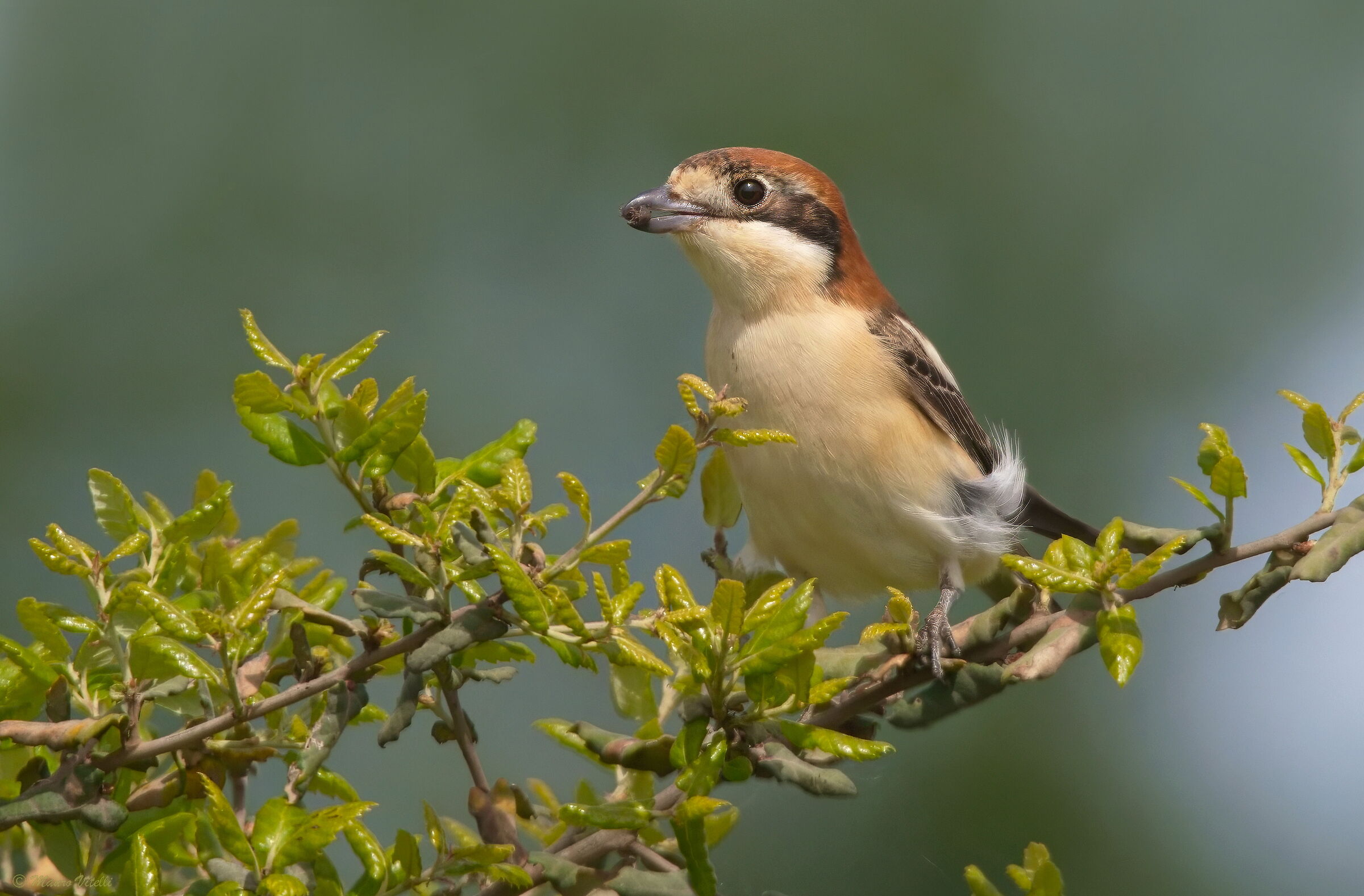 Redcap Shrike (Lanius senator)