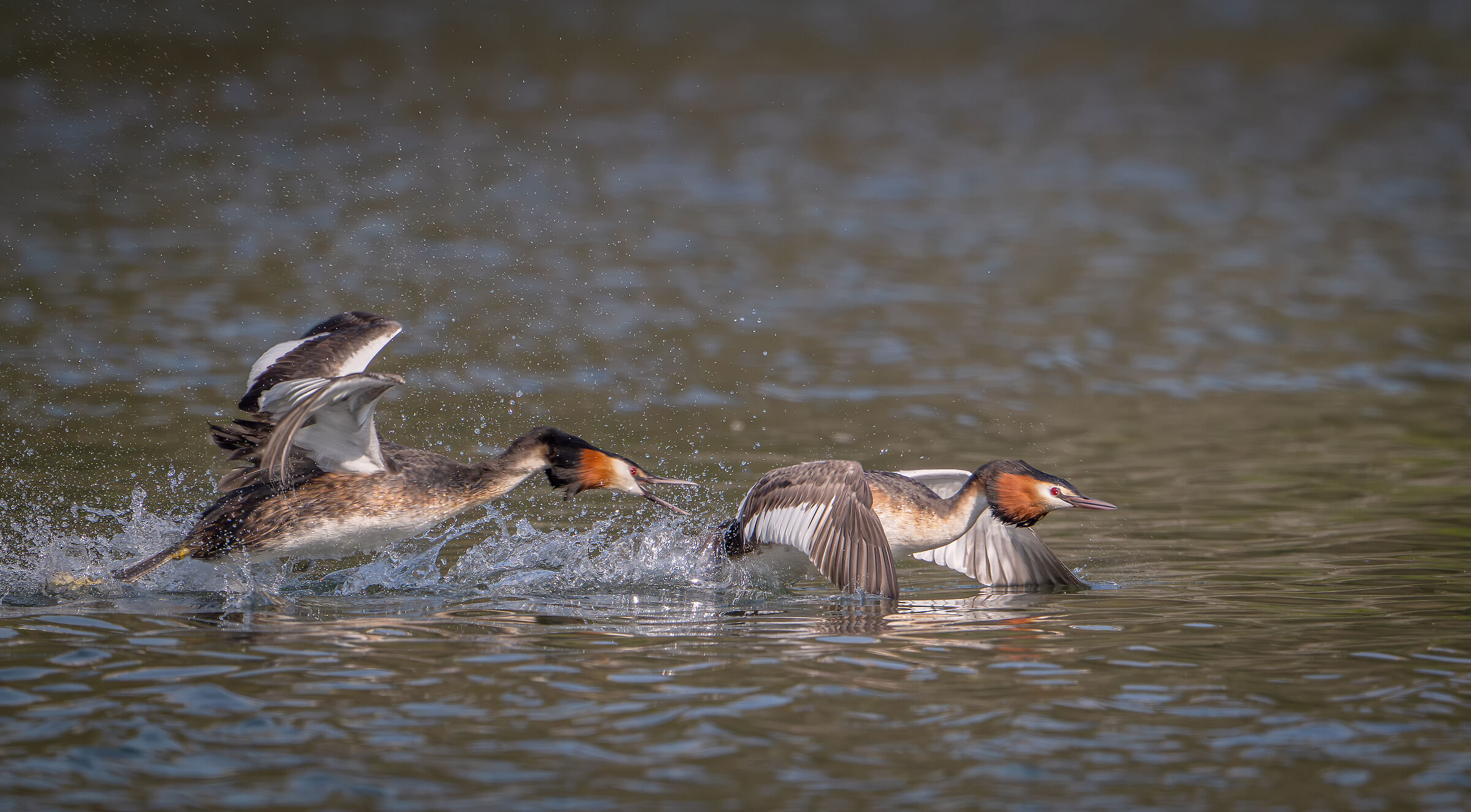 Grebes