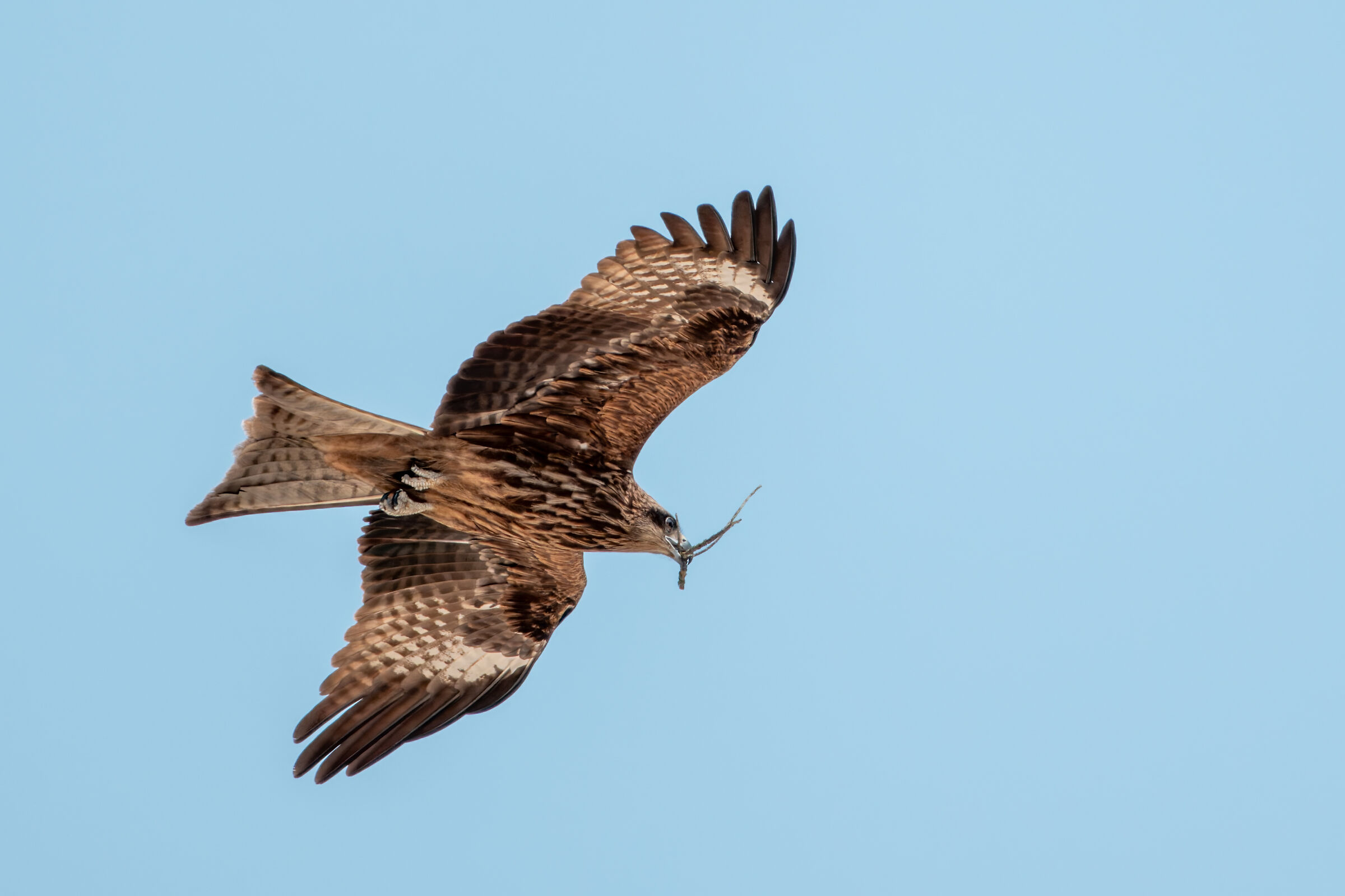 Milvus migrans (Black Kite)