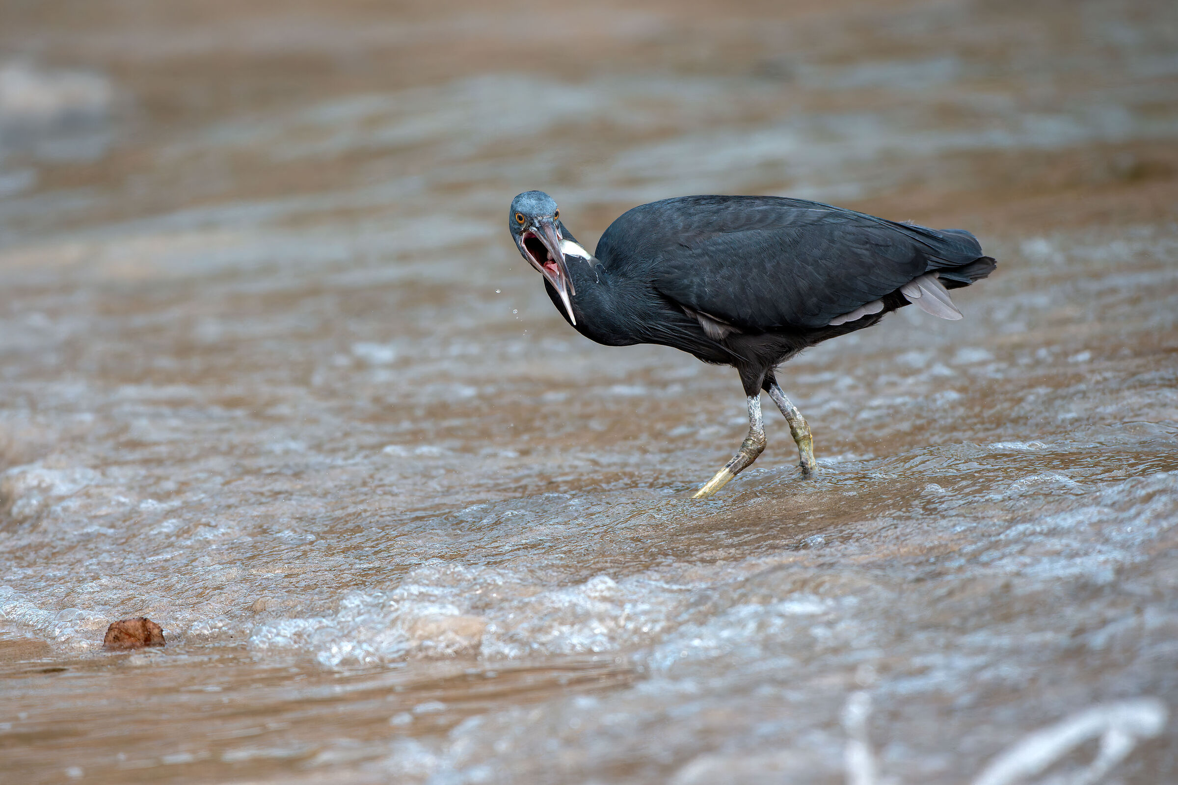 Sacred egretta with fish