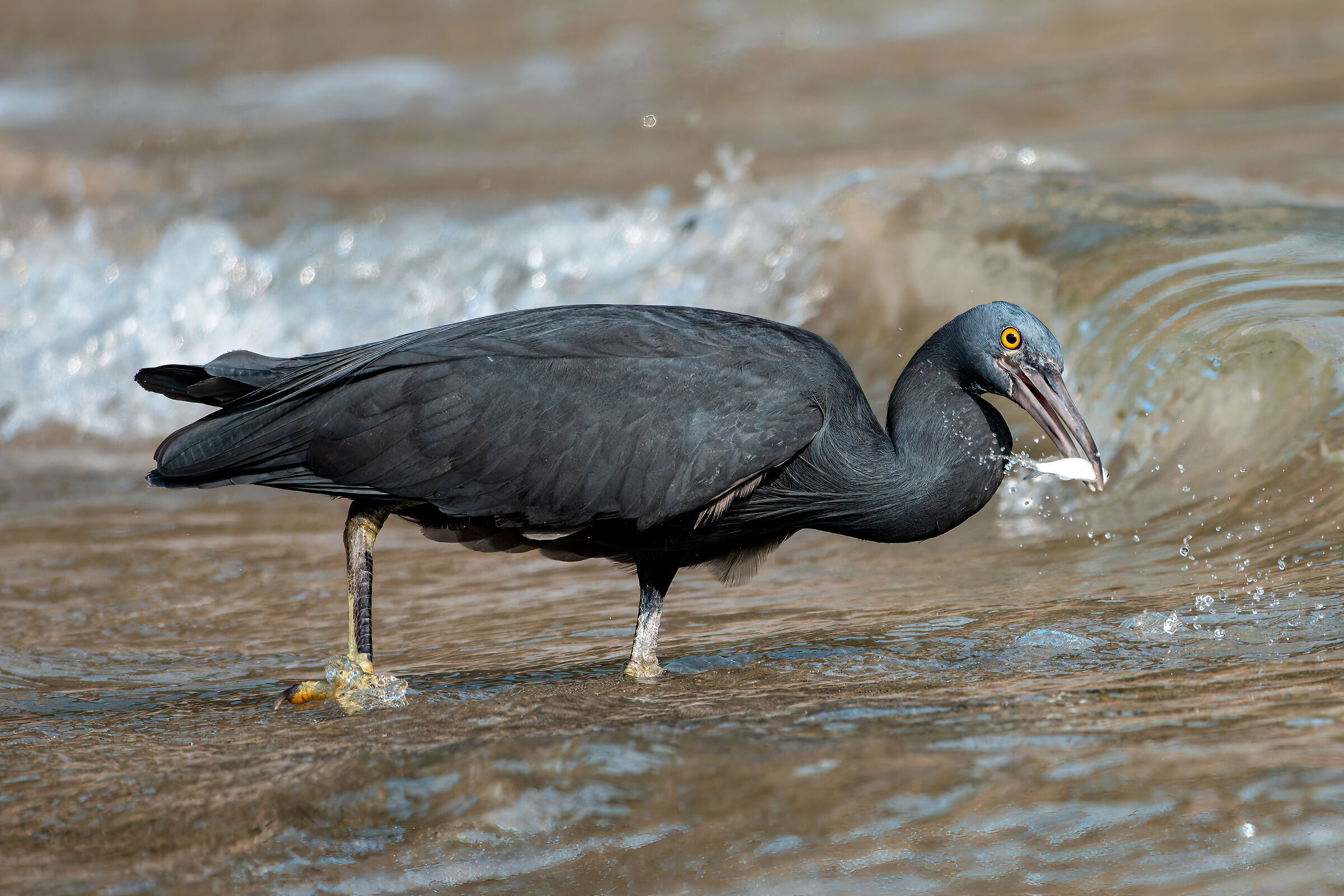 Sacred egretta with fish