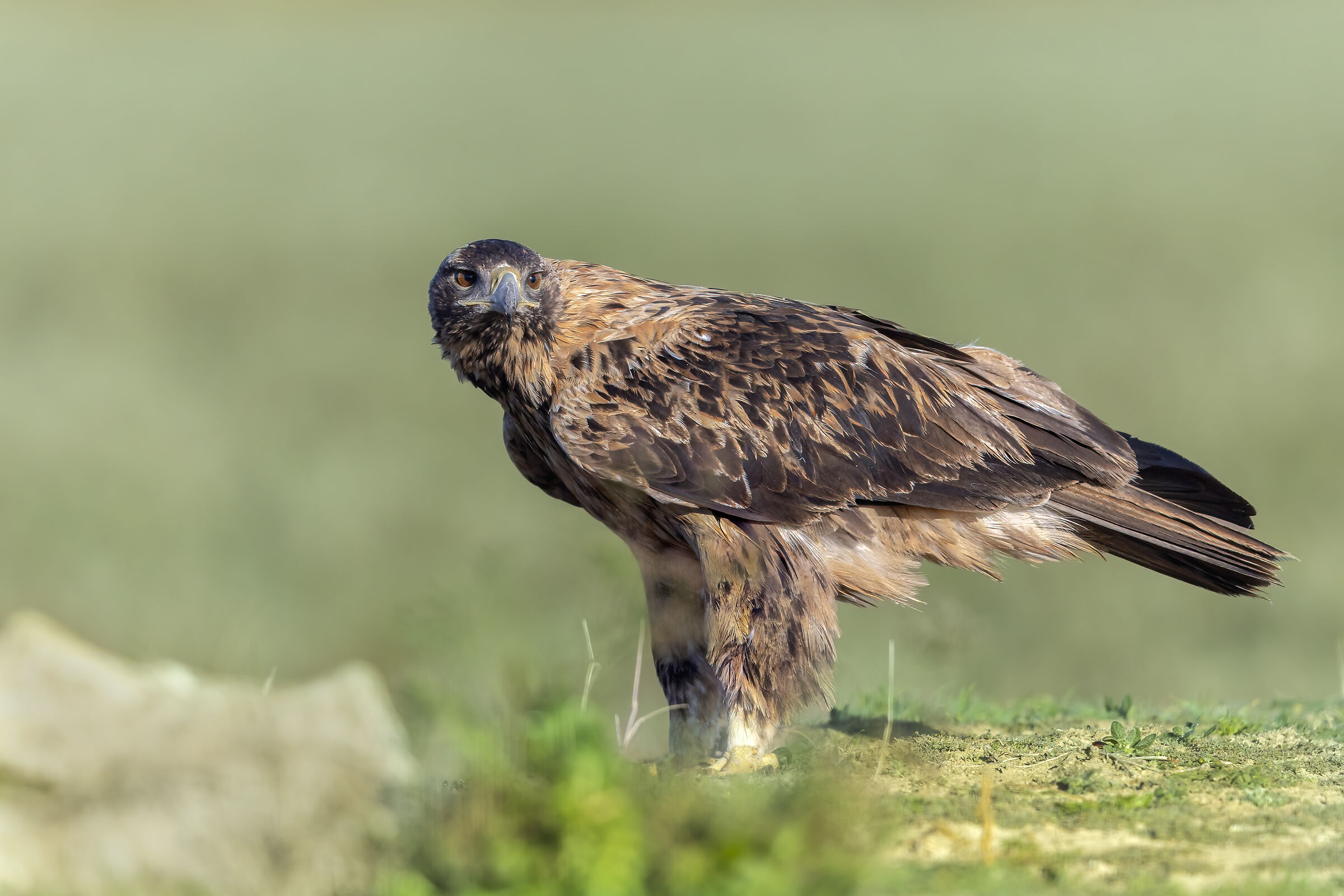 aquila imperiale subadulto 2