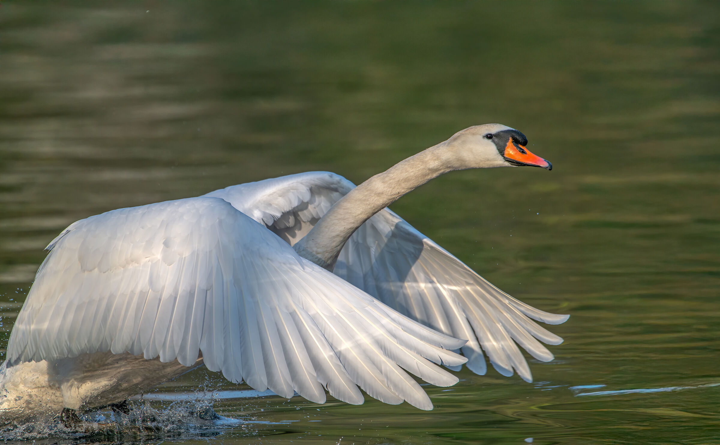 Swan taking off