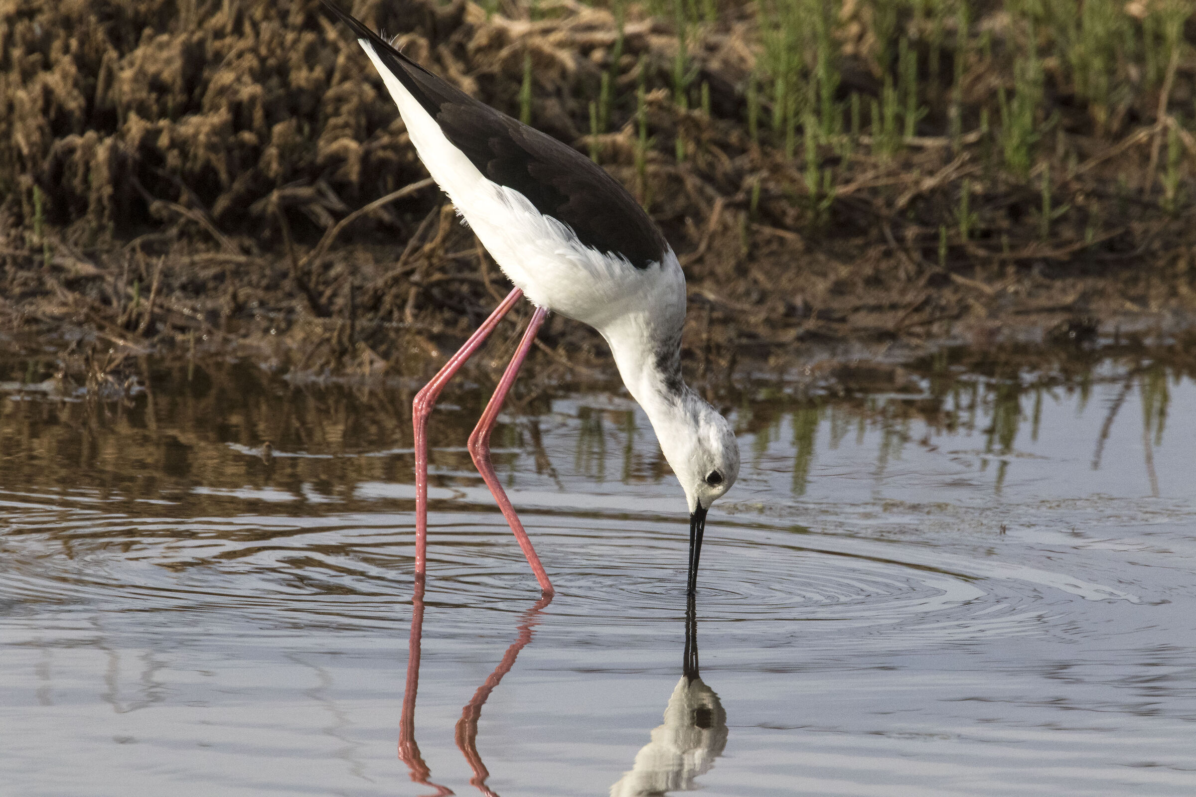 Black-winged Stilt ... in the mirror ....