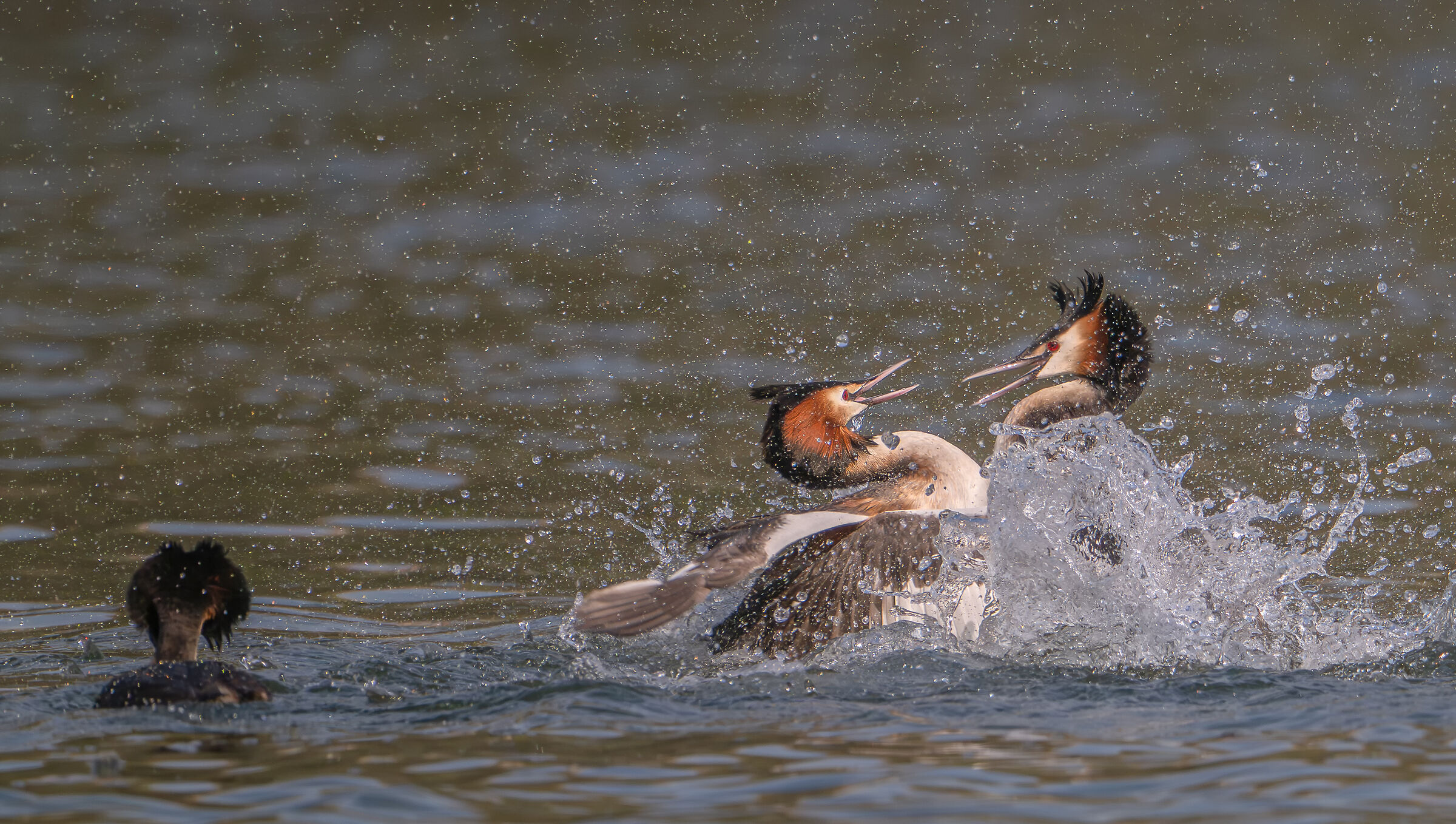Grebe fight