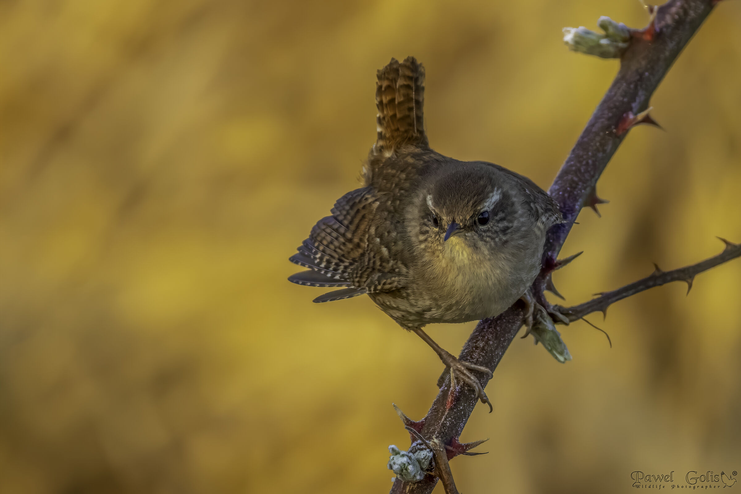 Eurasian Wren ( Troglodytes troglodytes)
