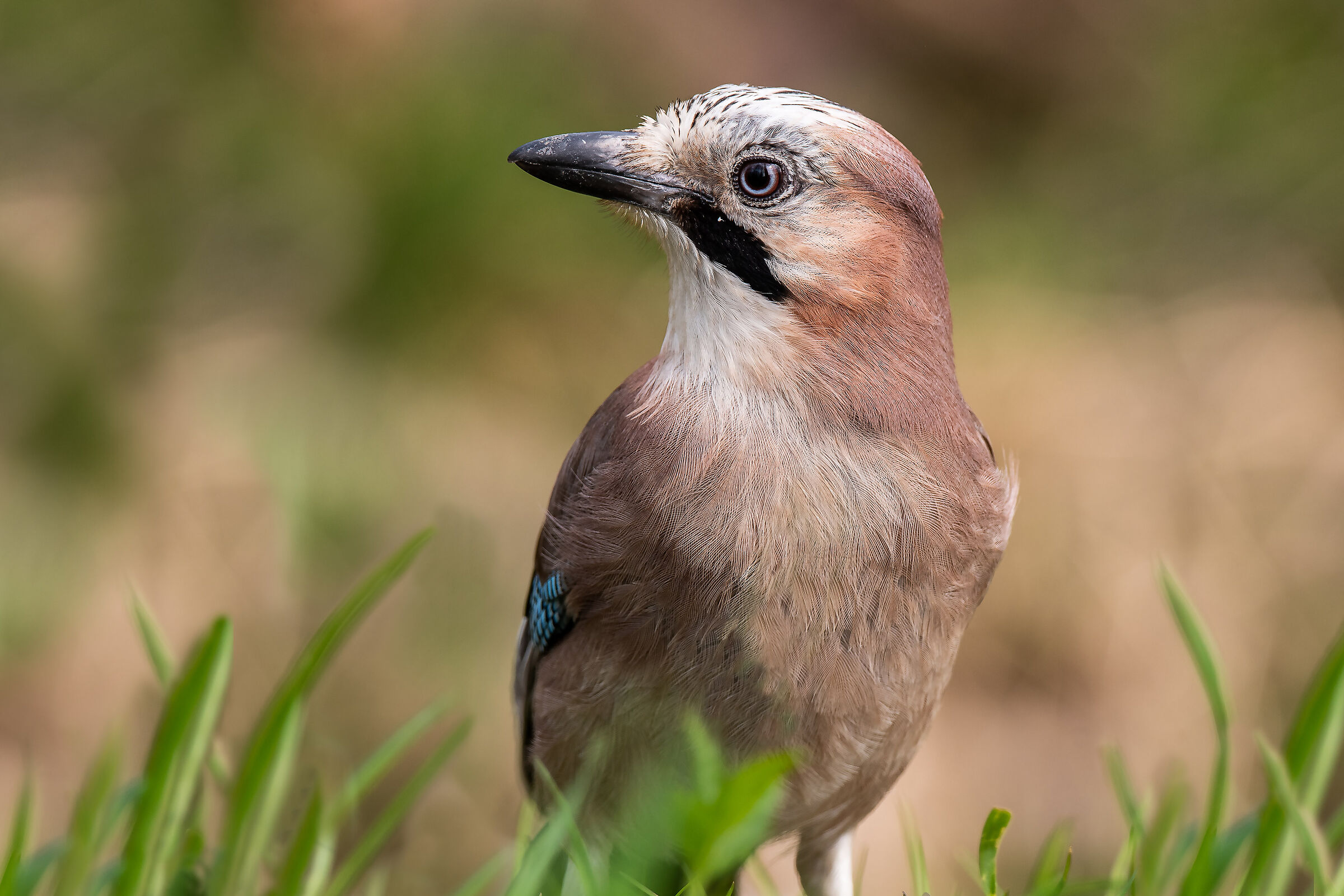 Ritratto di ghiandaia