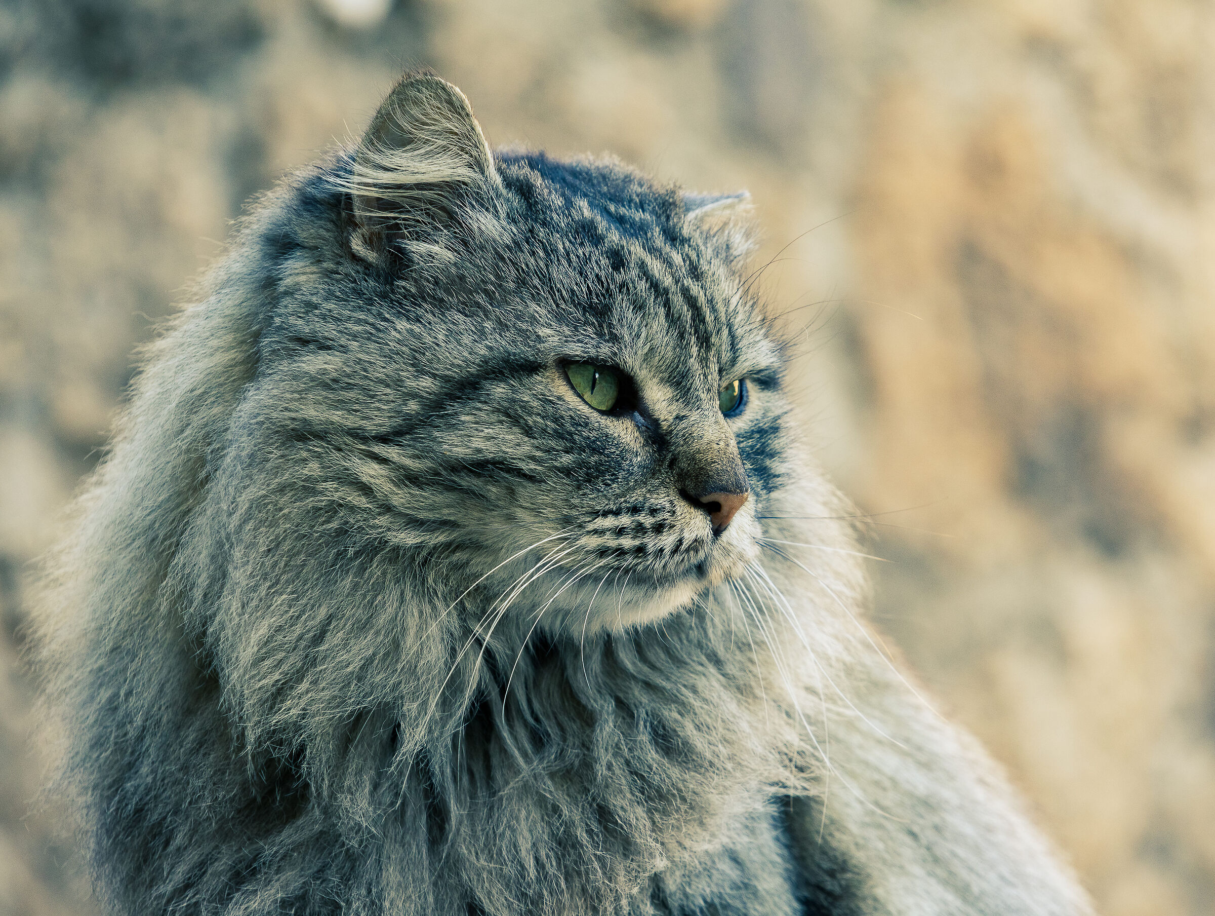 Feline gaze