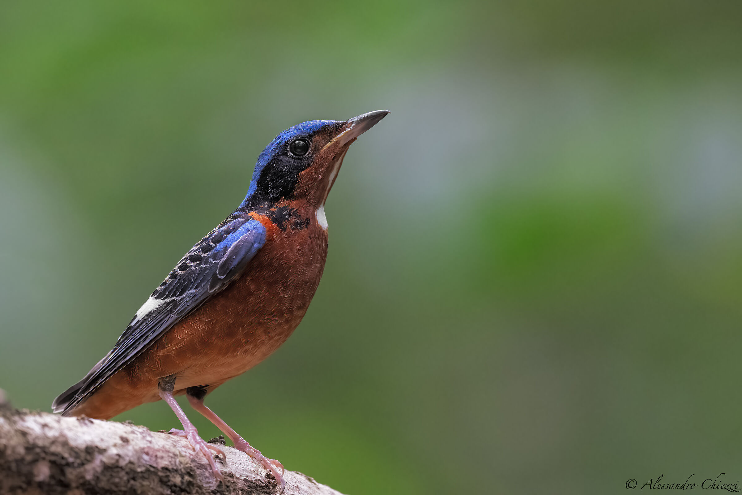 White-throated Redstart