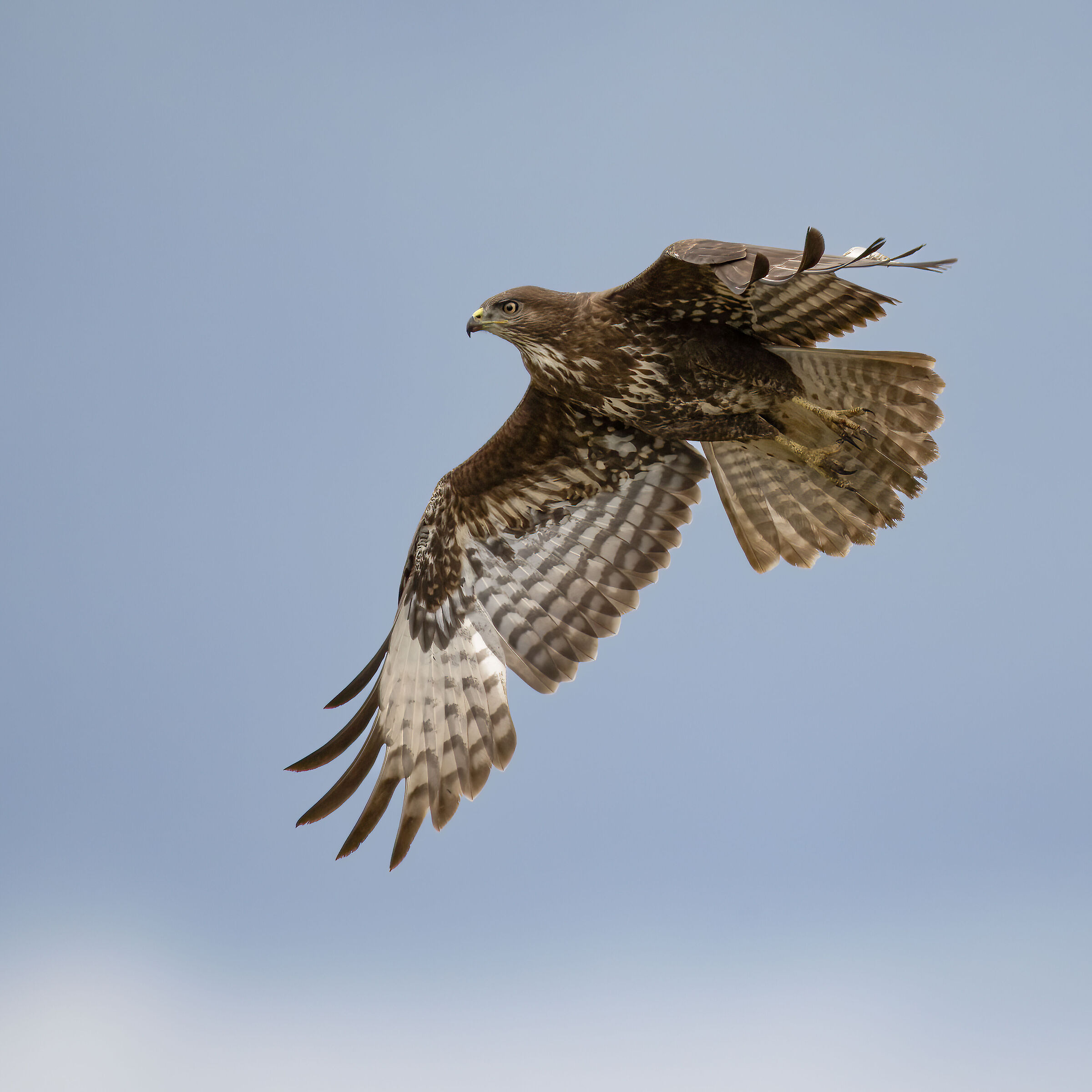 Poiana - Vercelli rice fields