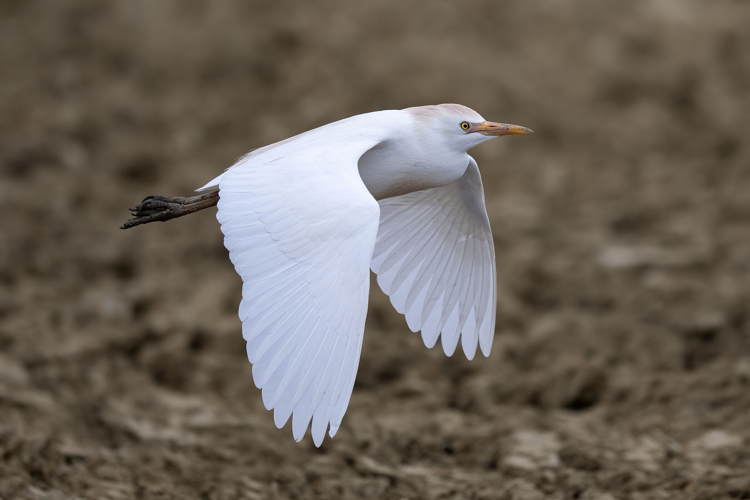 Pirone Cattle Egret