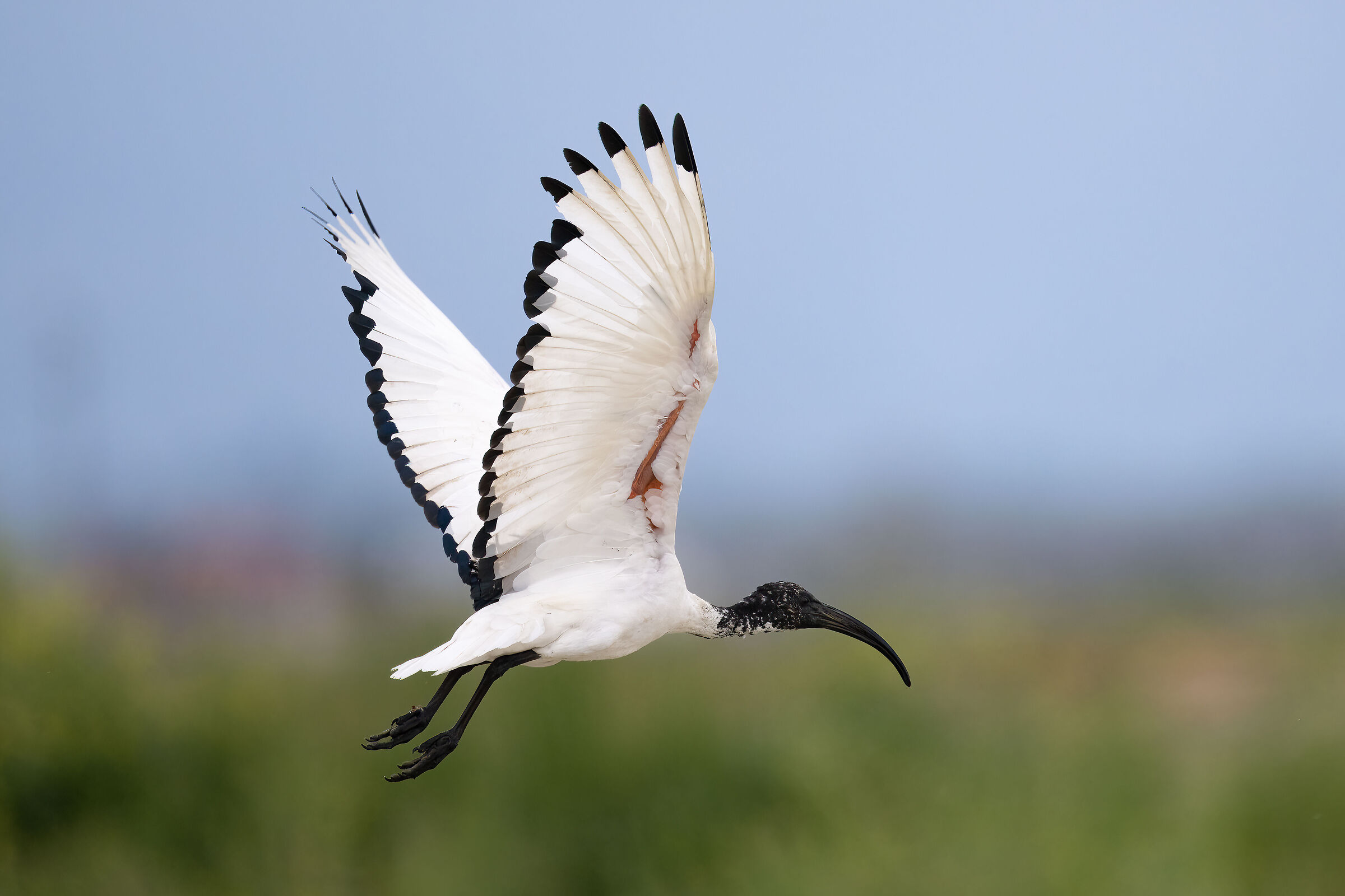 Sacred Ibis