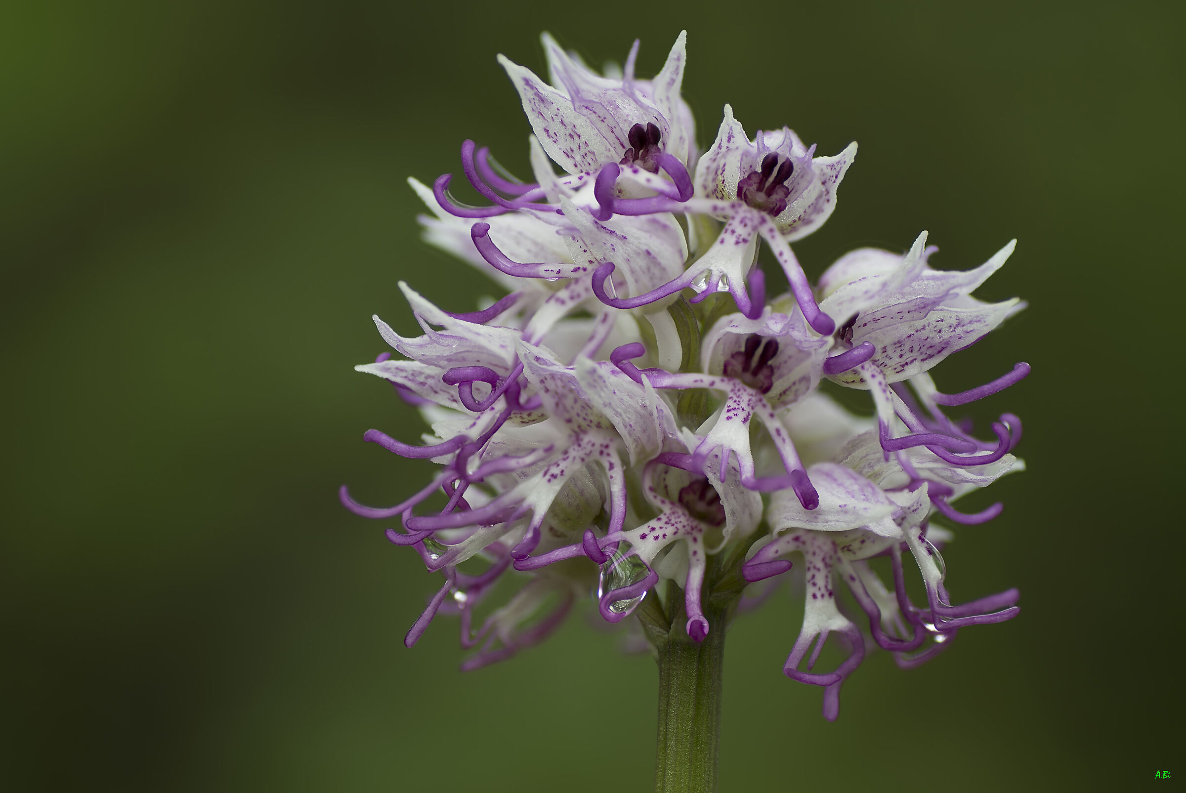 Orchis simia
