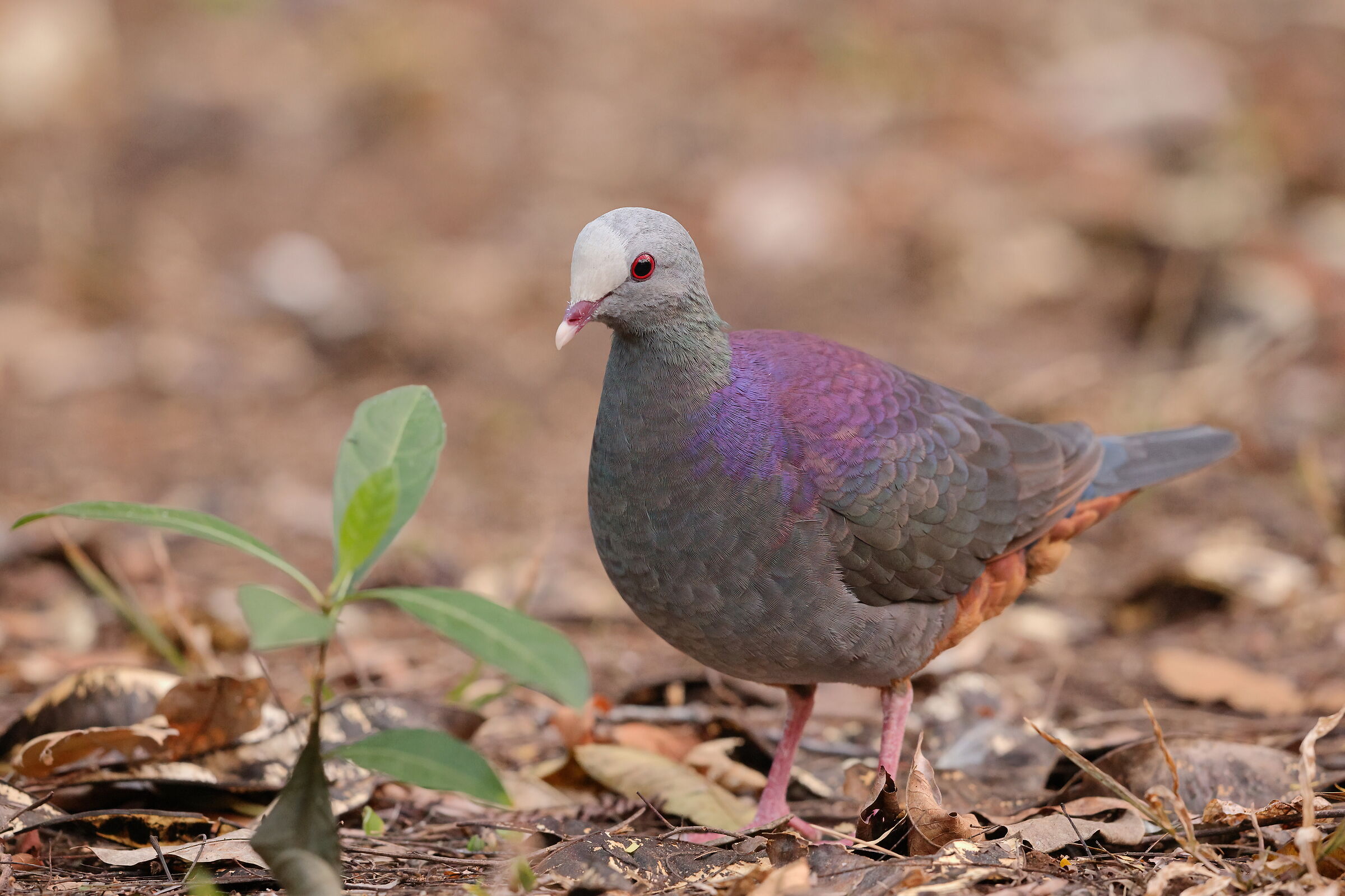 Grey-fronted quail dove