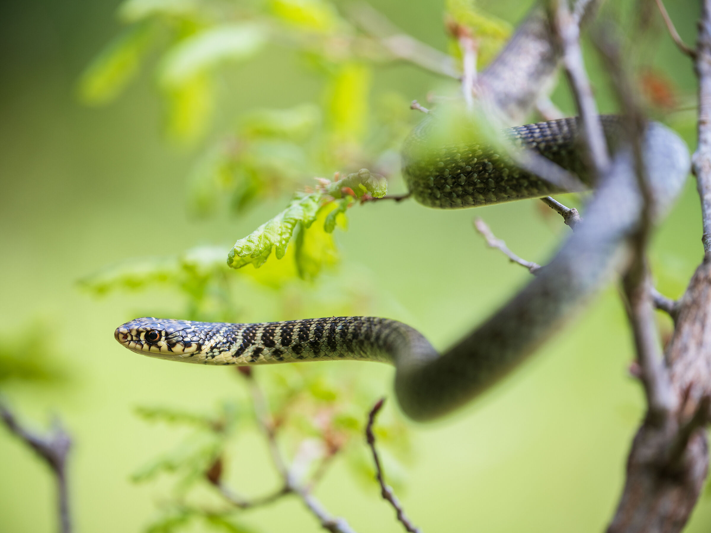 Whip snake
