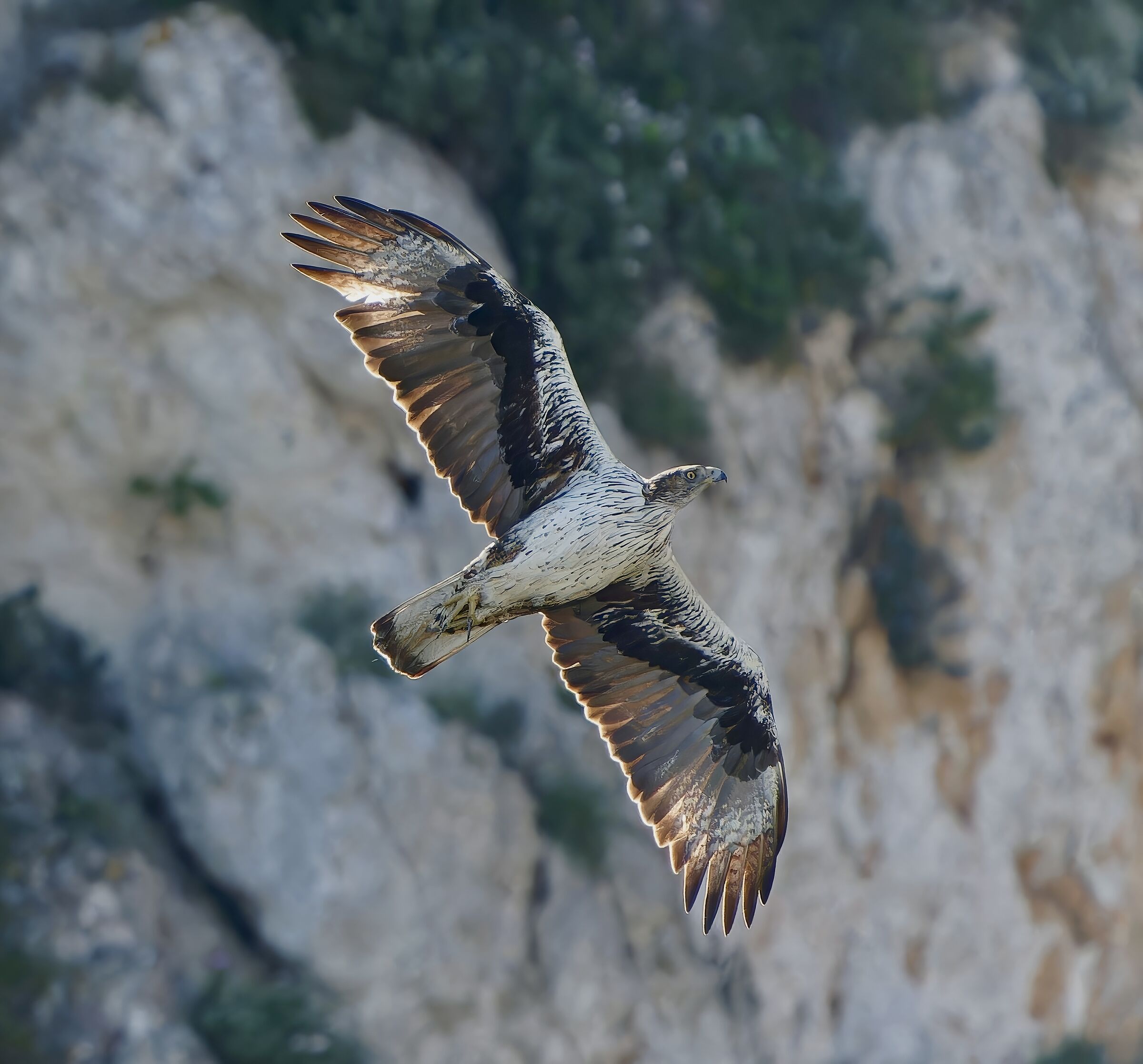 Aquila di Bonelli