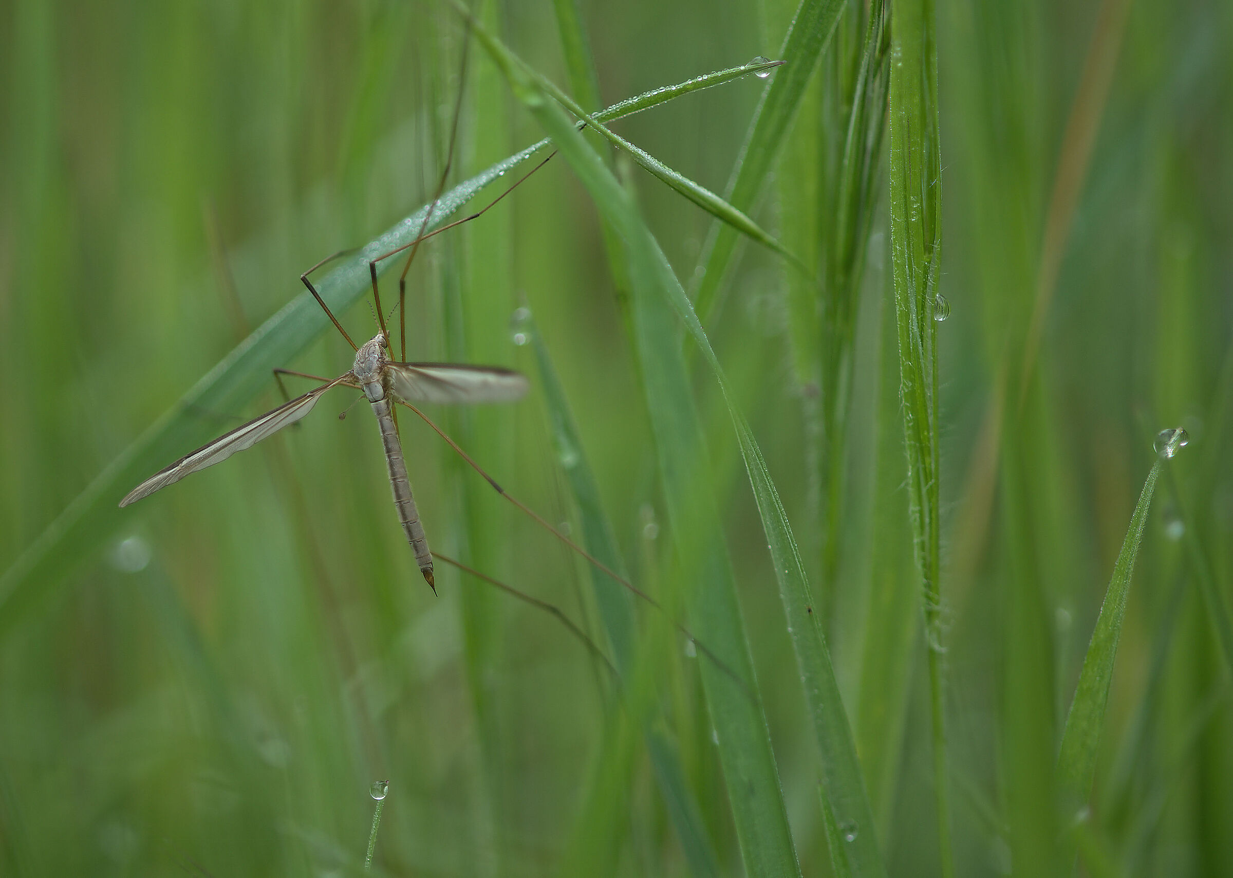 Tipula