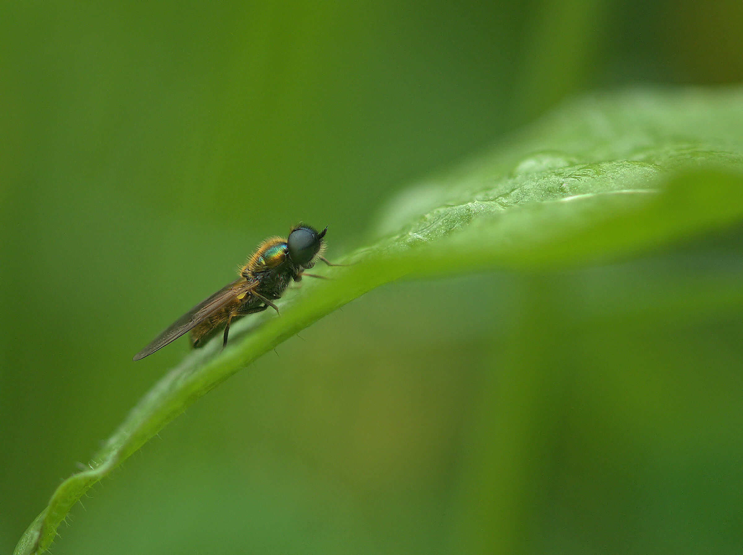 Chloromyia formosa