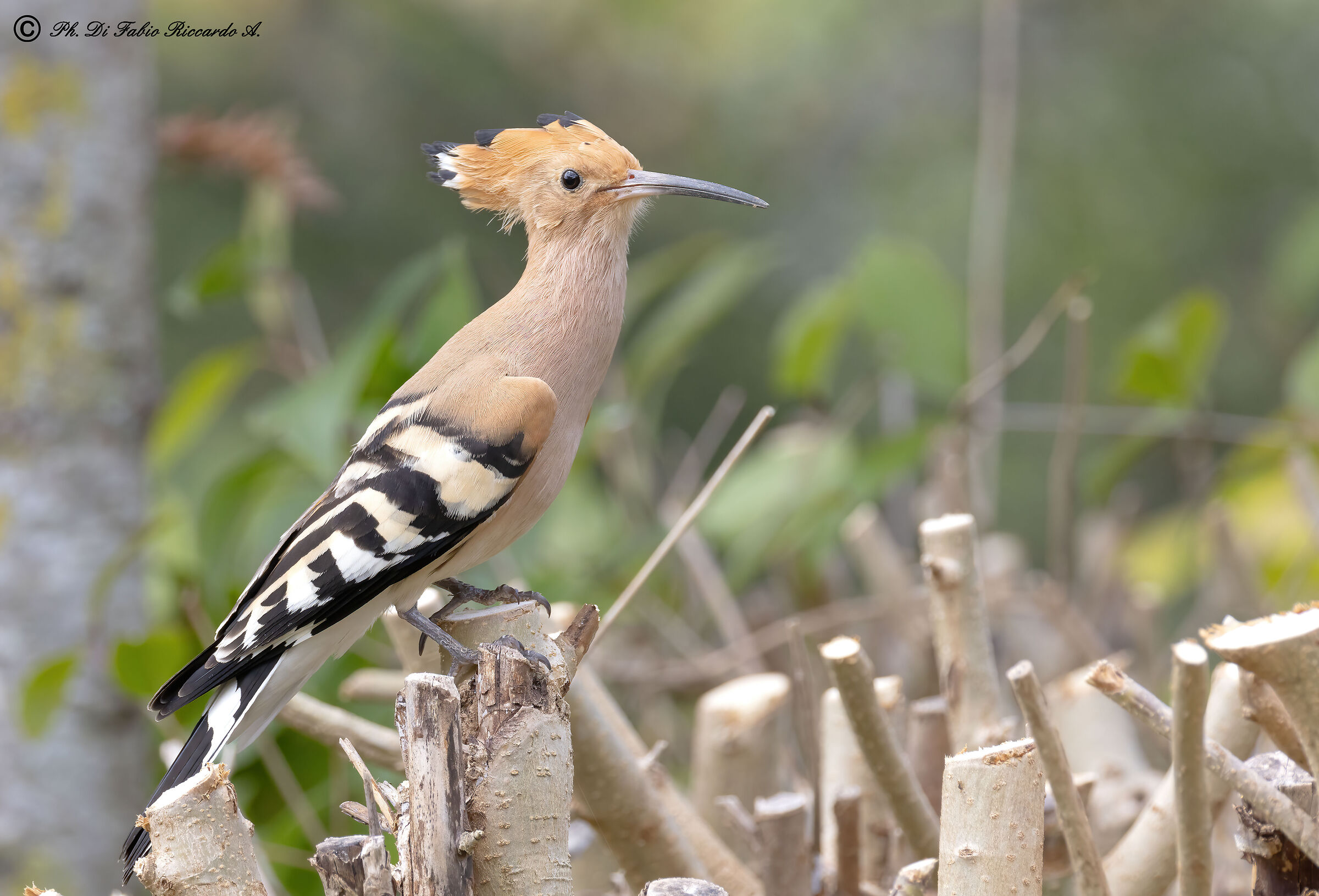 Hoopoe