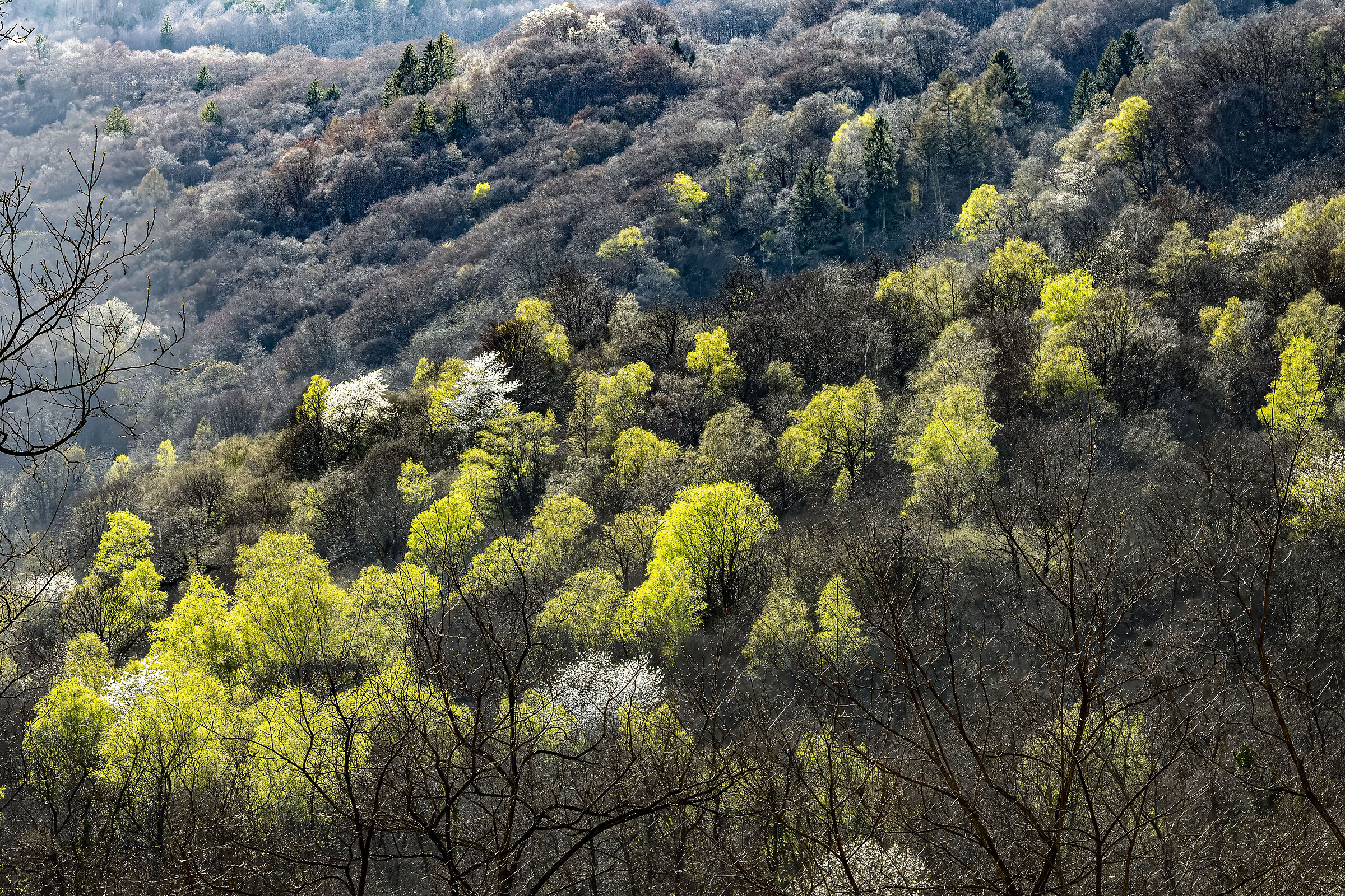 Foliage du printemps