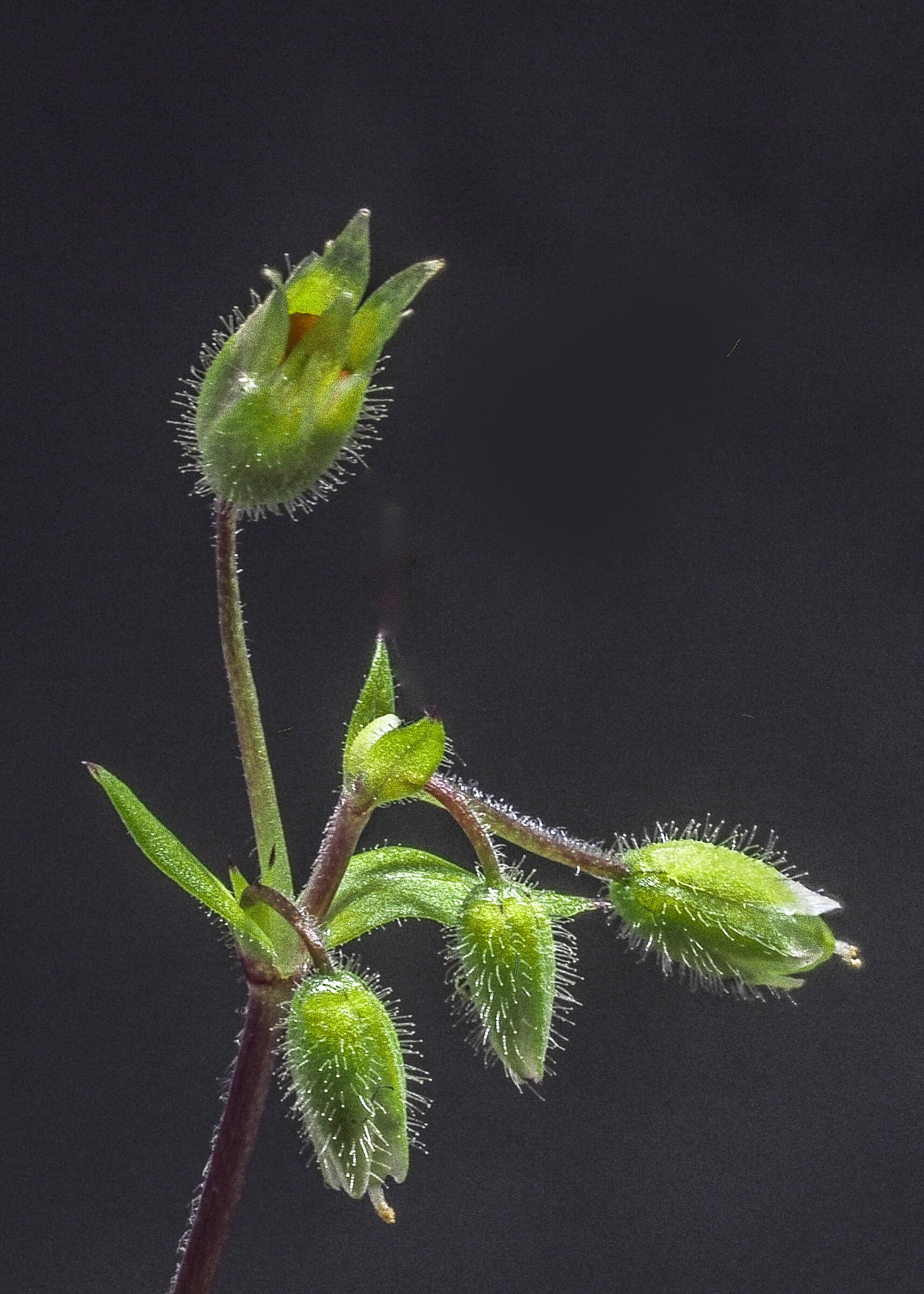 Stellaria media