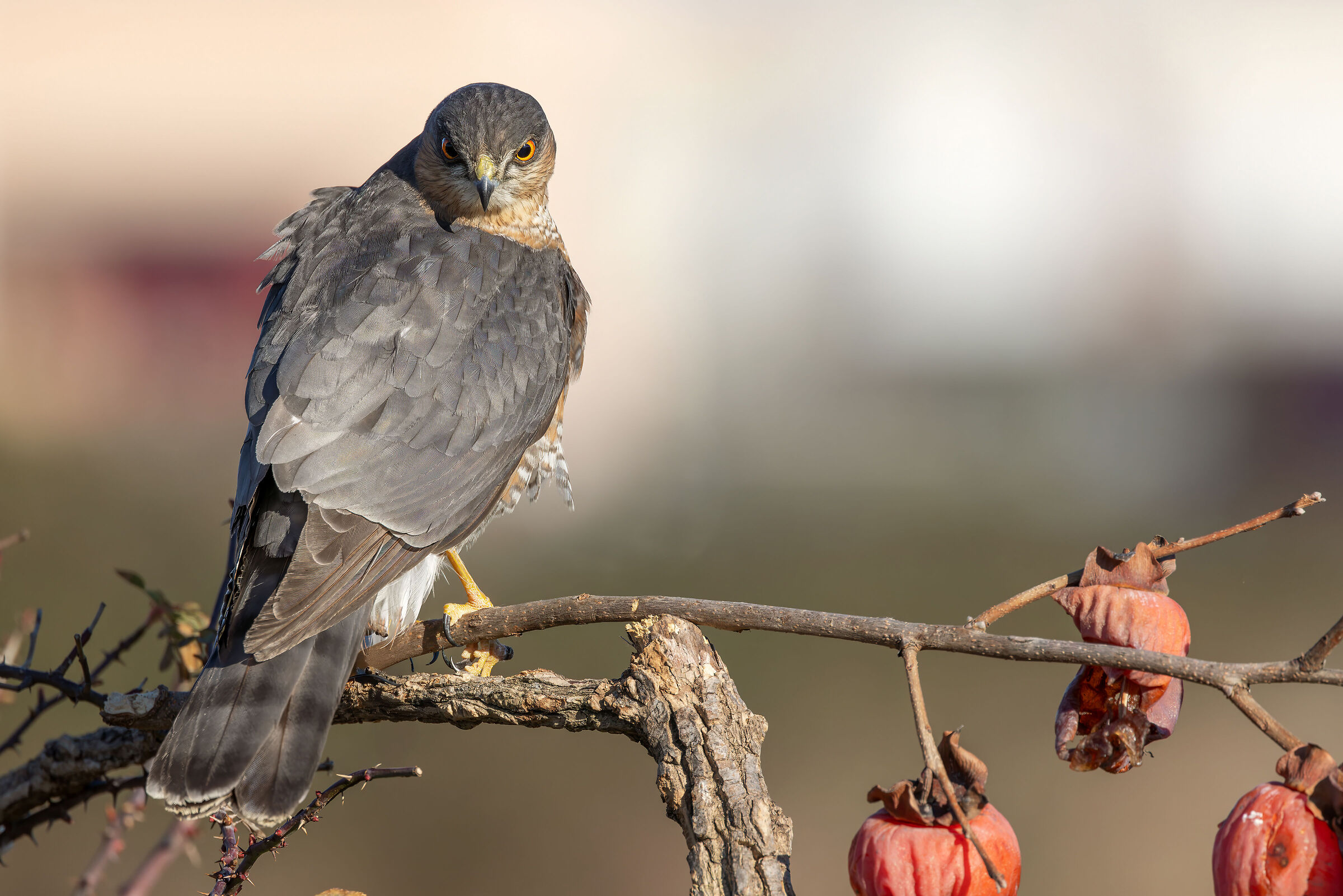 Sparviere (Accipiter nisus)