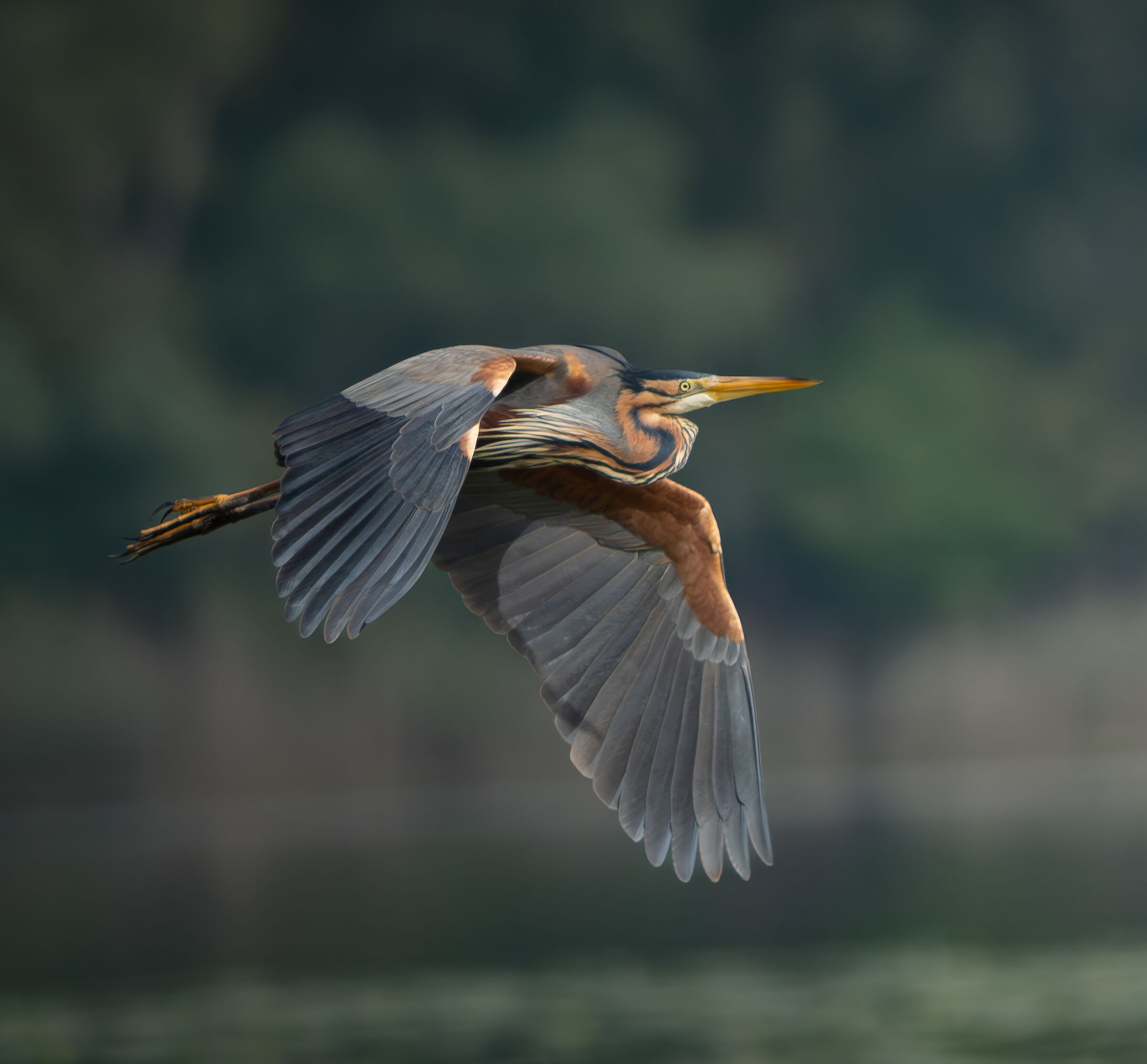 Purple Heron in flight