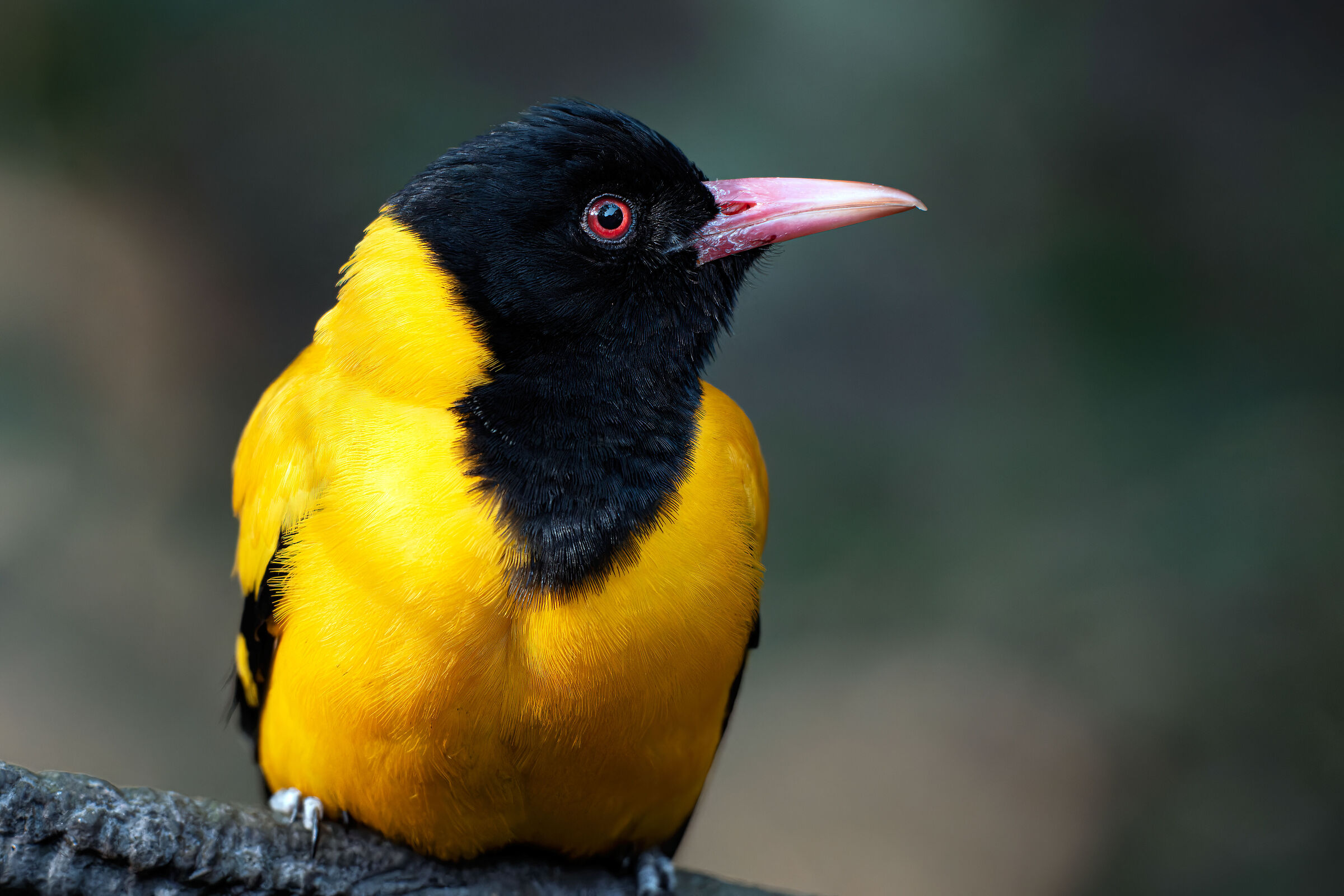 In yellow-black (maybe Nikon?)